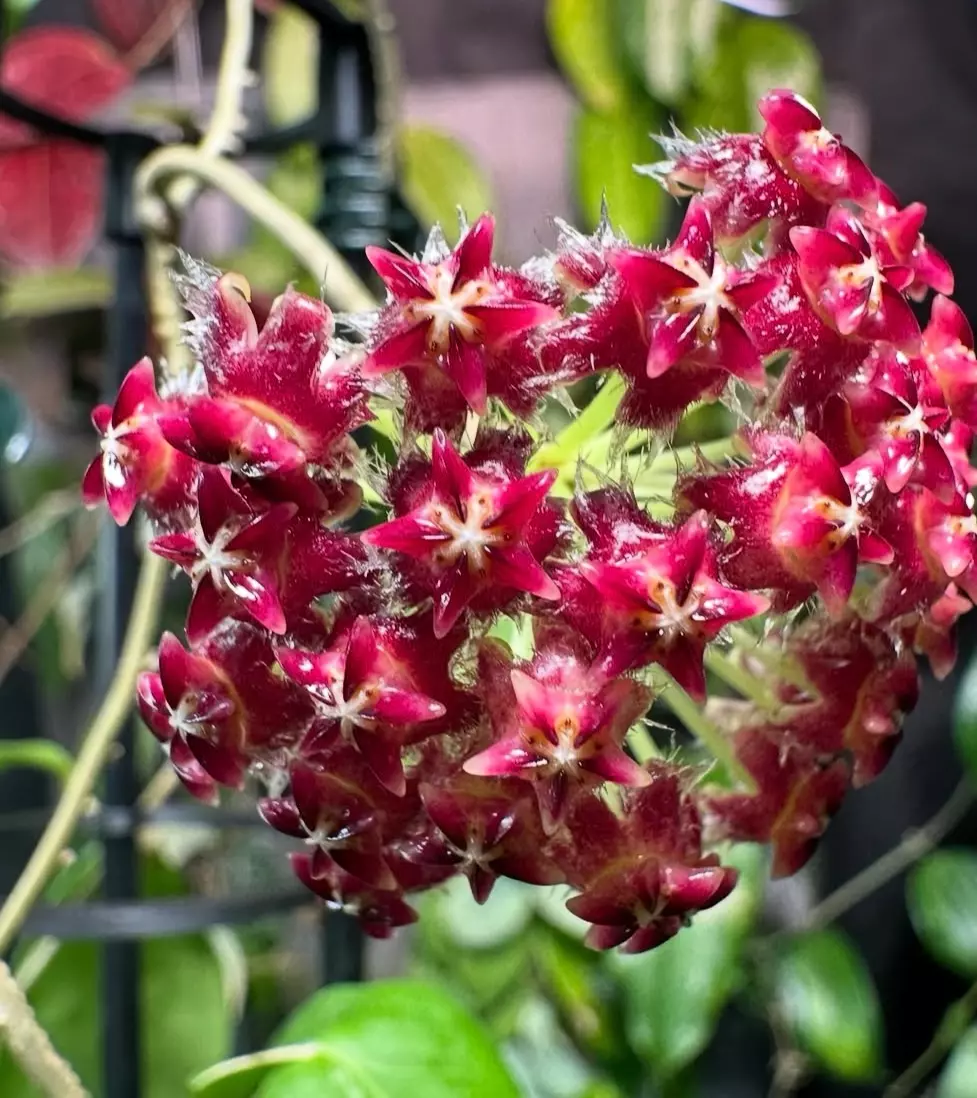plant/H. mindorensis cv. 'Purple Star' variegated - 3 inch pot-3