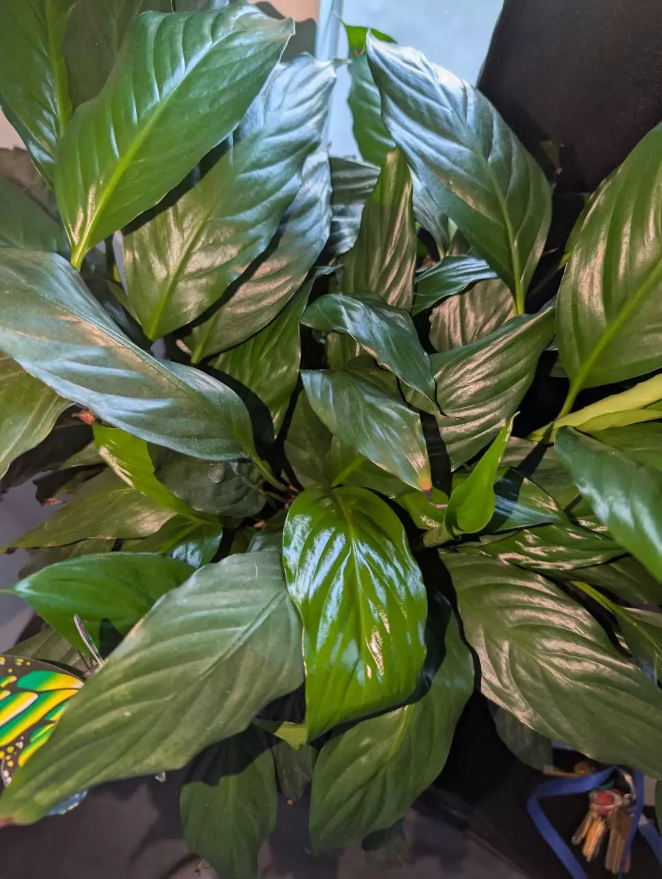 plant/Large piece lily bundles-1