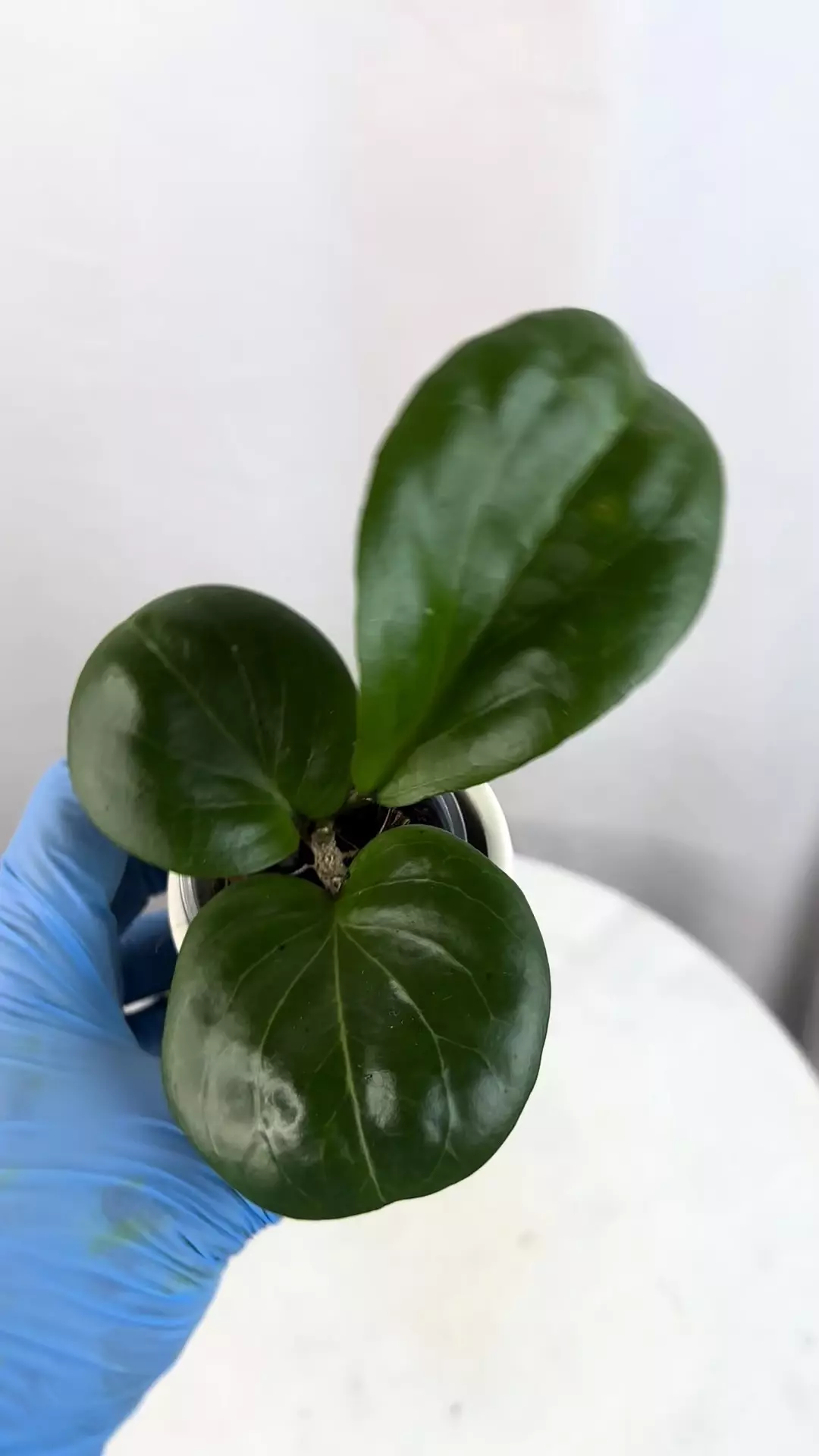 plant/H. ‘Rhiannon’ - 3 inch pot-3