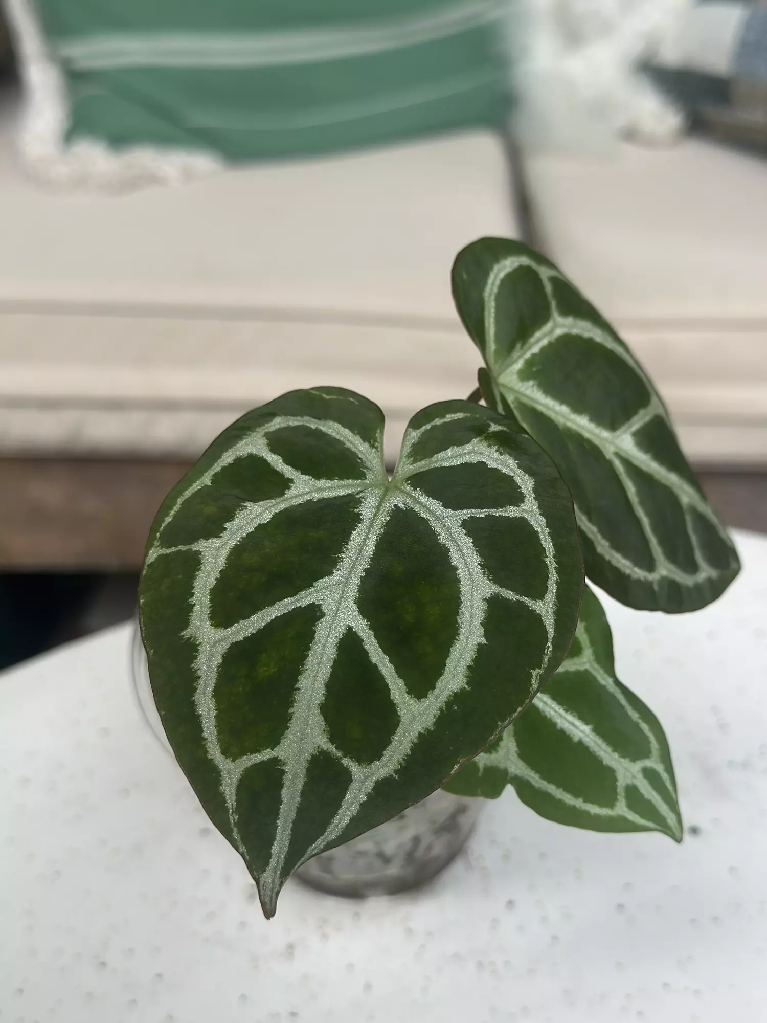plant/Cape Oasis clone-1