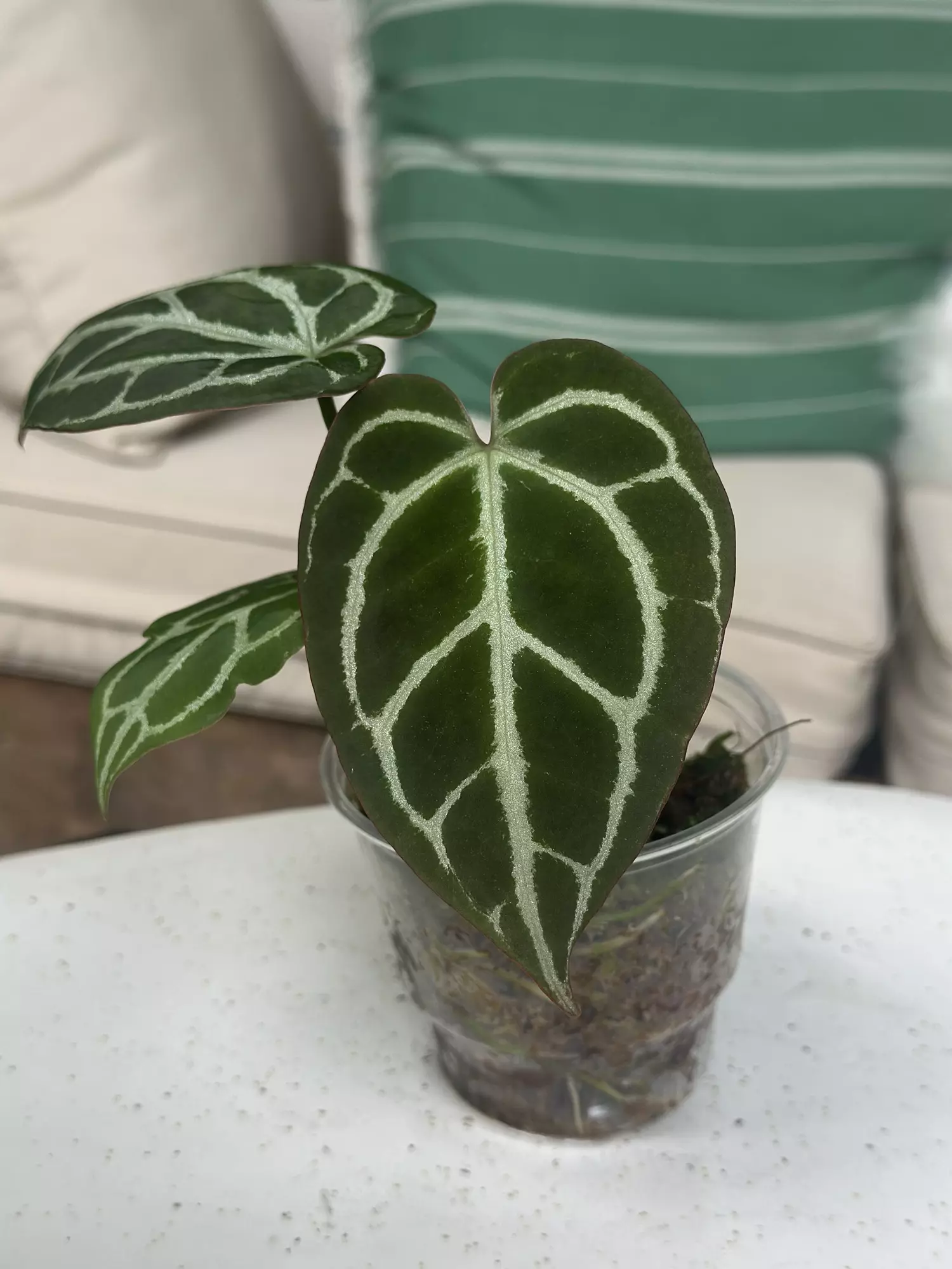 plant/Cape Oasis clone-0
