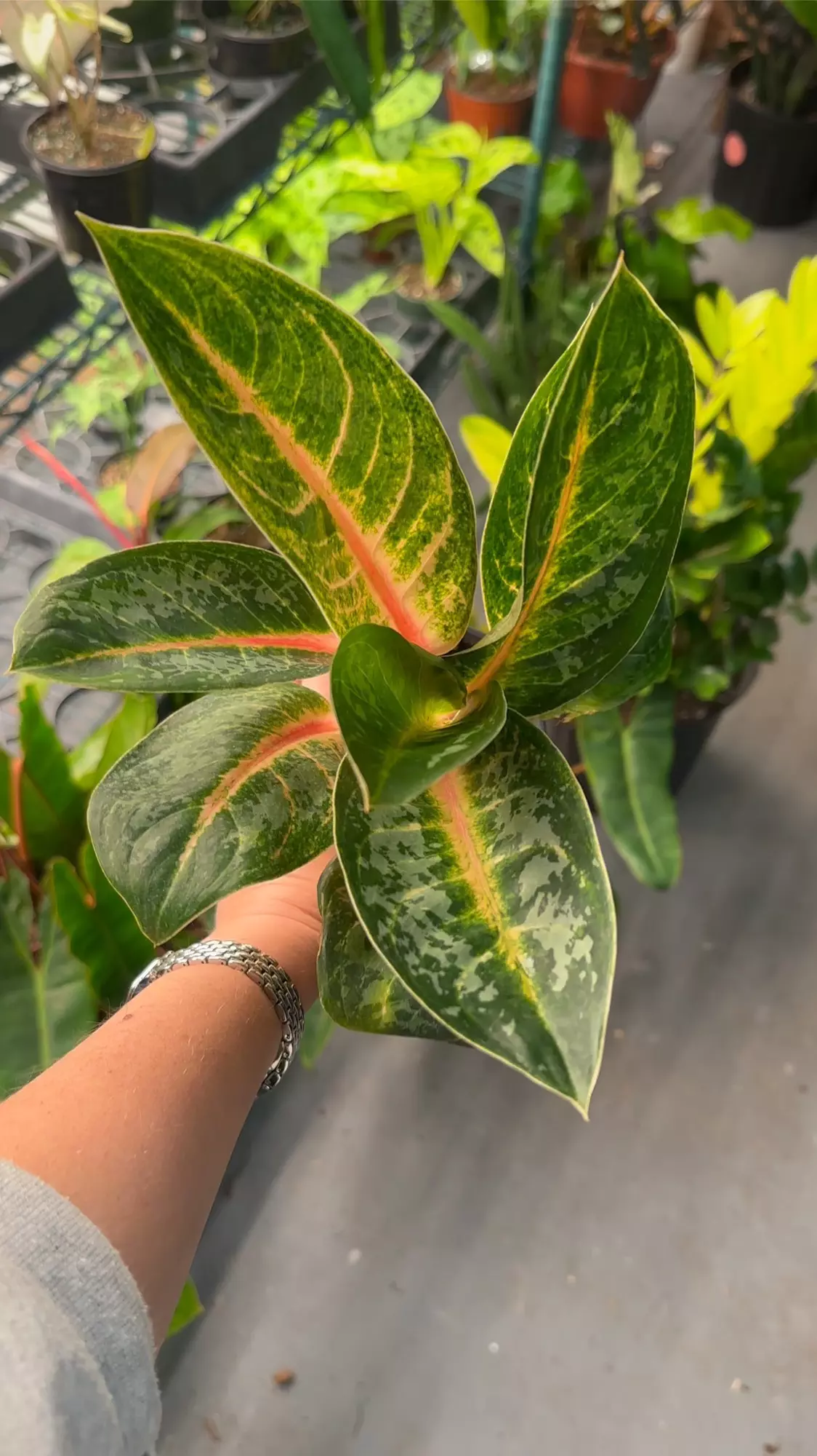 plant/Aglaonema Indian Queen exact plant-0
