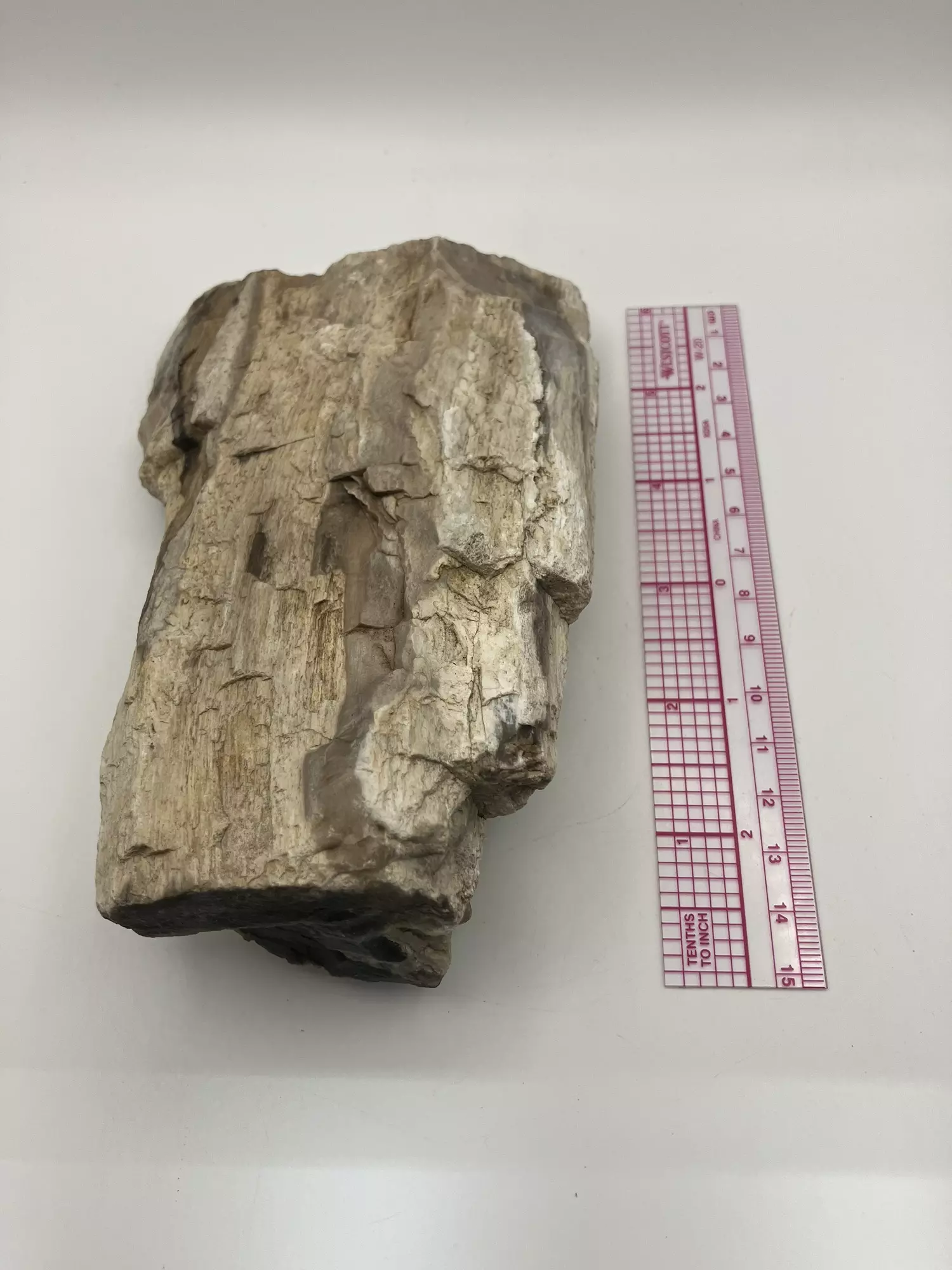 plant/Stinking Water Oak Petrified Wood - Agatized - 1lb 4.90oz-4