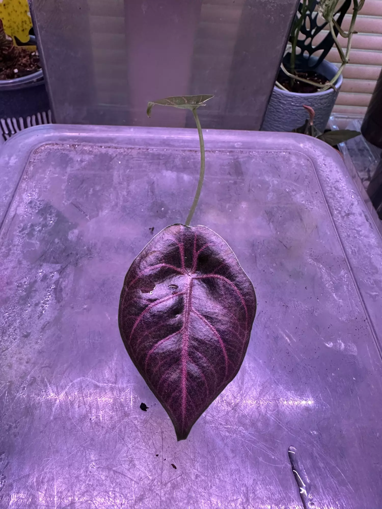 plant/Azlanii Pup-0
