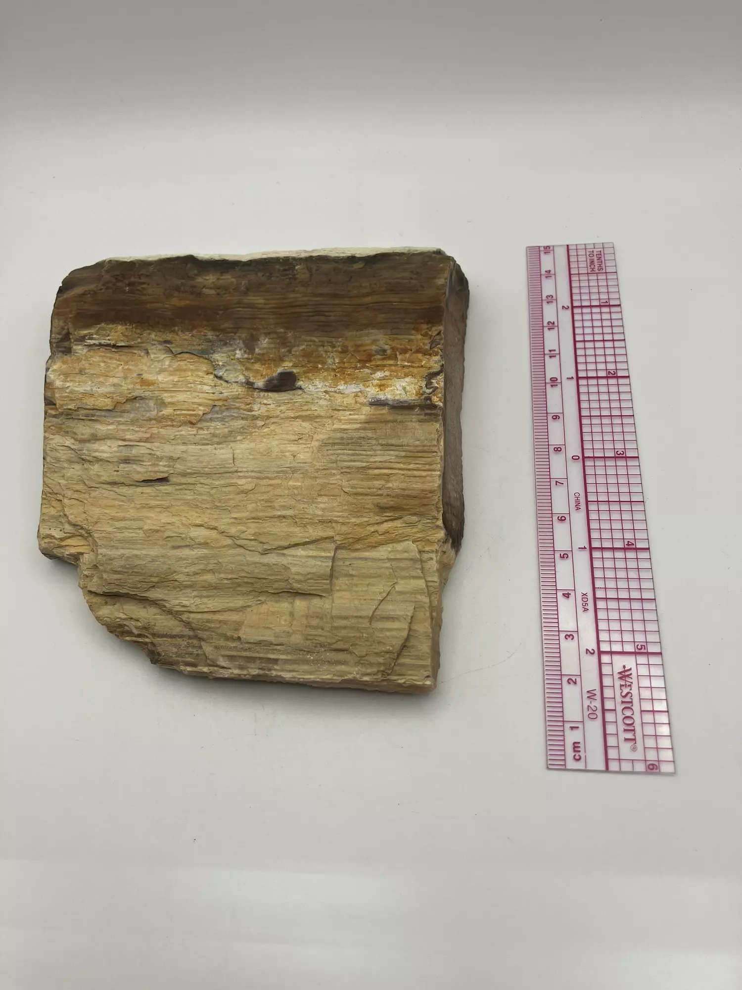 plant/Stinking Water Oak Petrified Wood - Agatized - 1lb 2.50oz-4