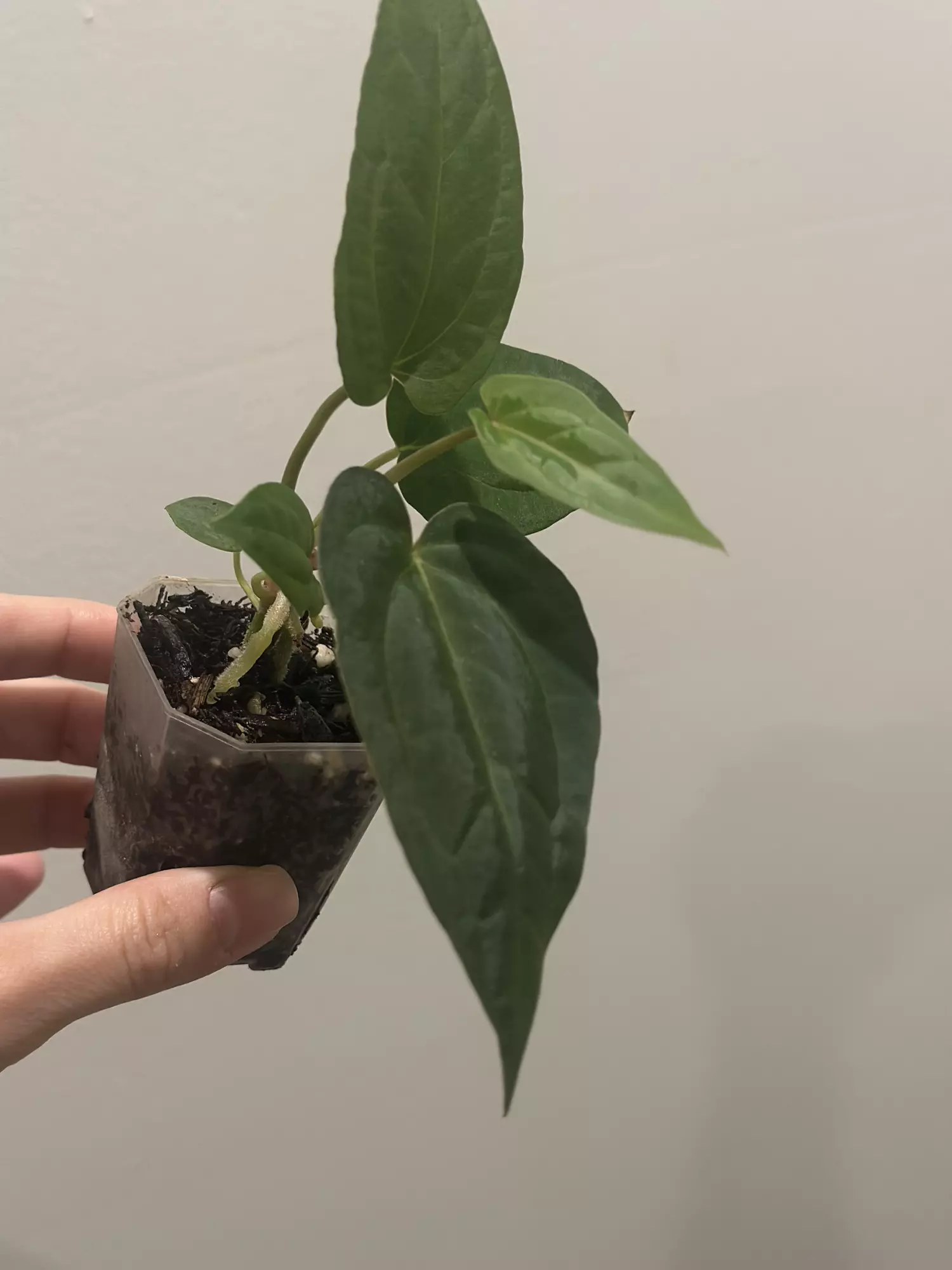 plant/Dreamweaver x Pap Ree Gardens-1