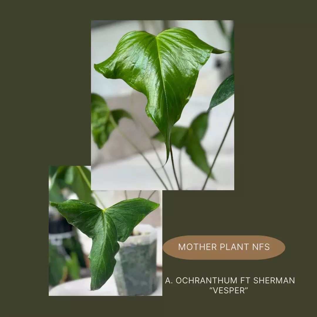 plant/Ochranthum Ft Sherman “Vesper”-2