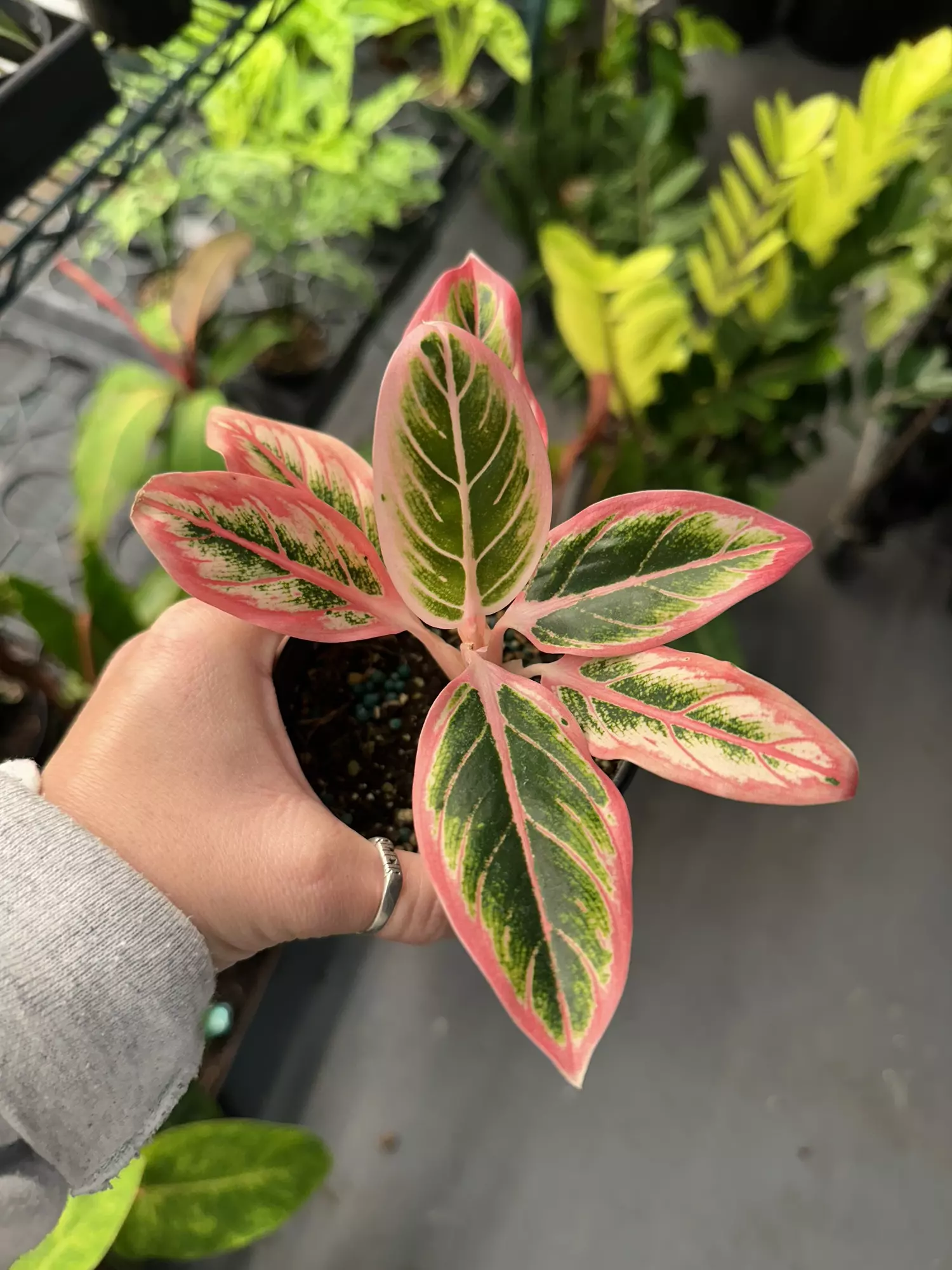 plant/Aglaonema lotus delight #2-0