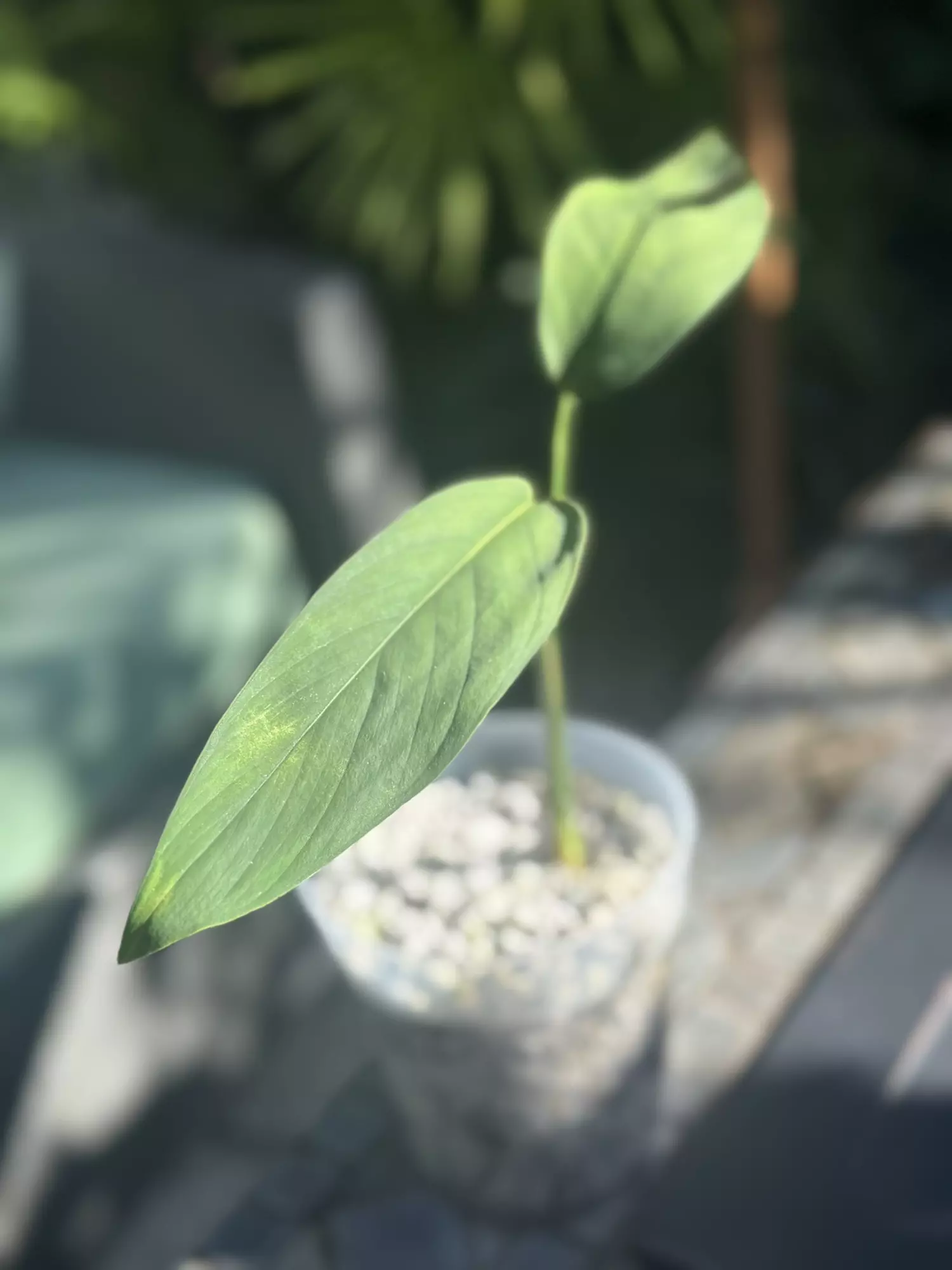plant/Monstera Croatii-0