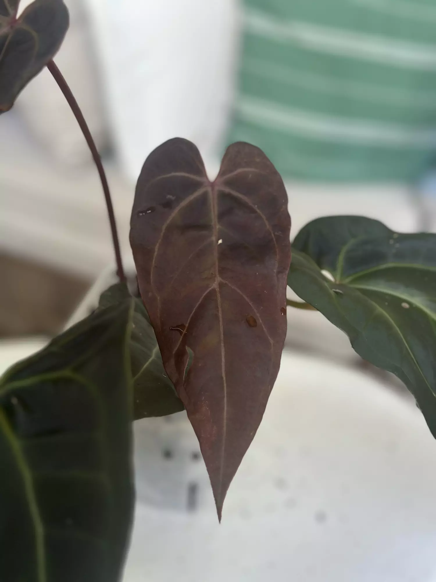 plant/Dark and Handsome x Red Velvet-2