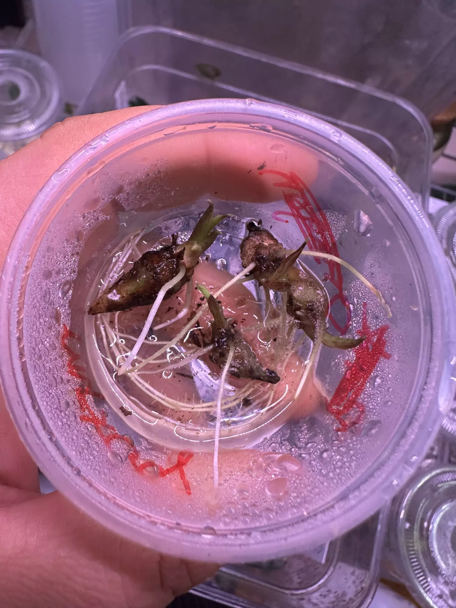 plant/Rooted/Sprouted Mystery Corms-0