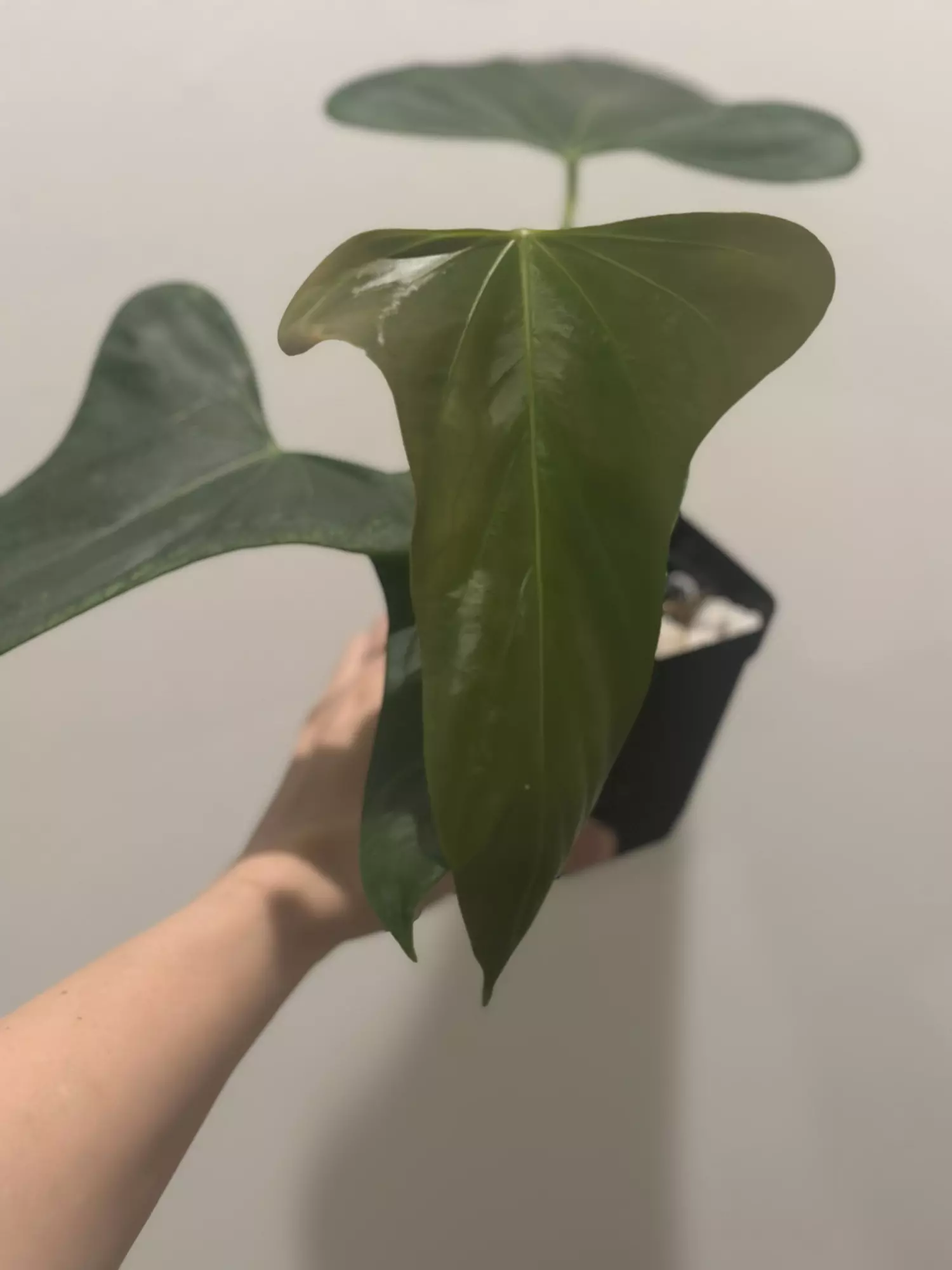 plant/RA Port x Rotundatum-2
