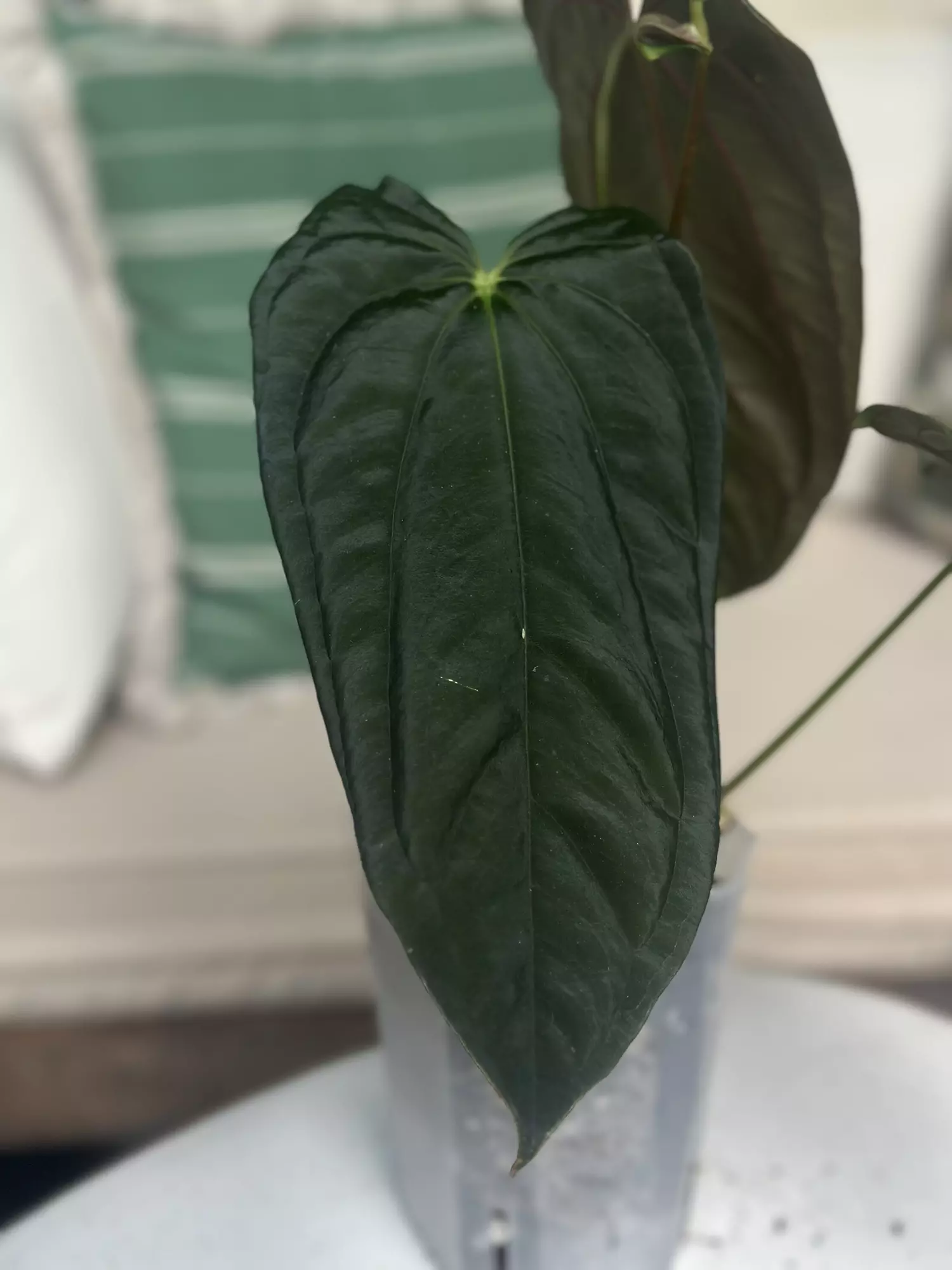 plant/BVEP x Soul Reaper-1