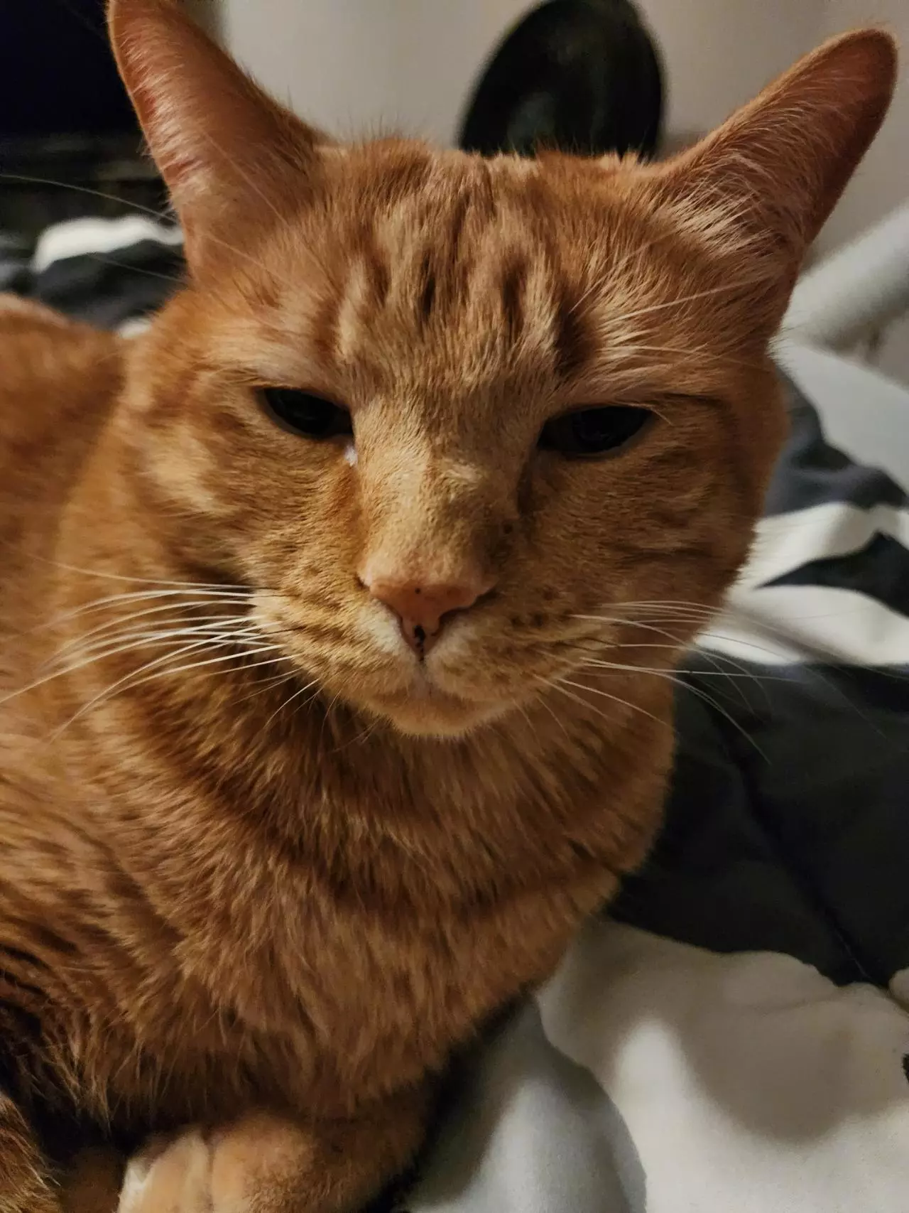 plant/MYSTERY HOYA CUTTING 😍-0