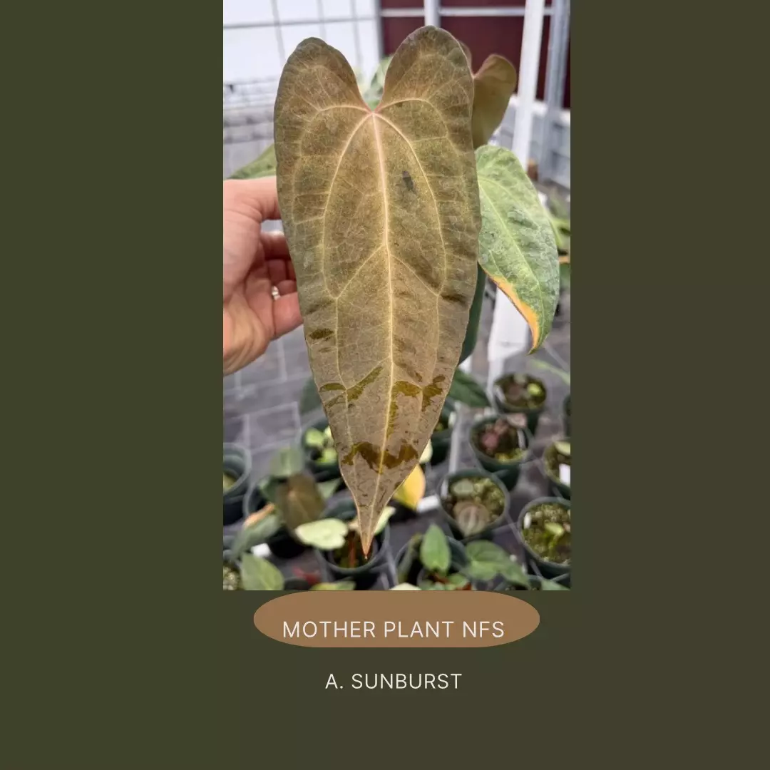plant/Pap Sunburst x open-3