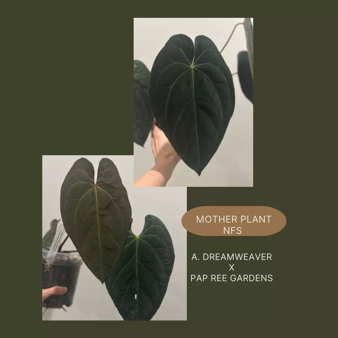 plant/Dreamweaver x Pap Ree Gardens-3