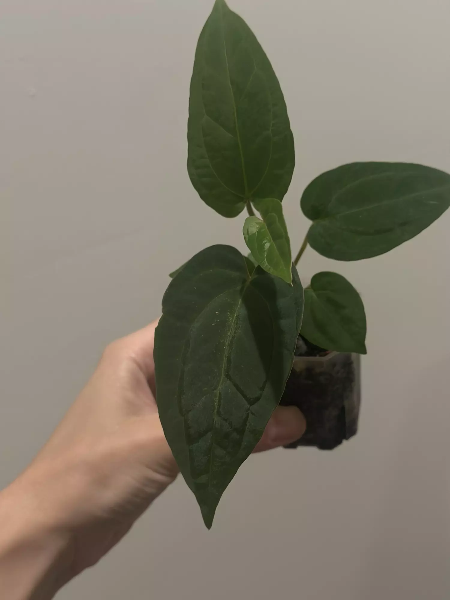 plant/Dreamweaver x Pap Ree Gardens-0