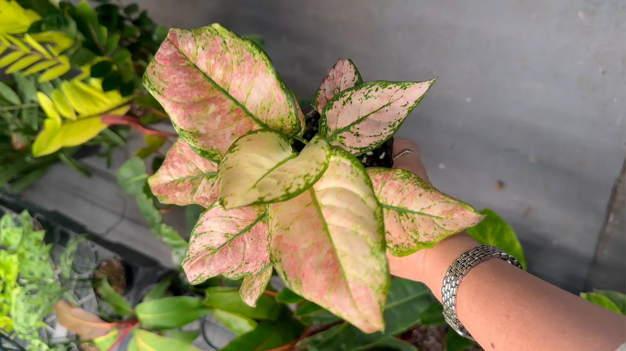 plant/Aglaonema cotton candy #3-0