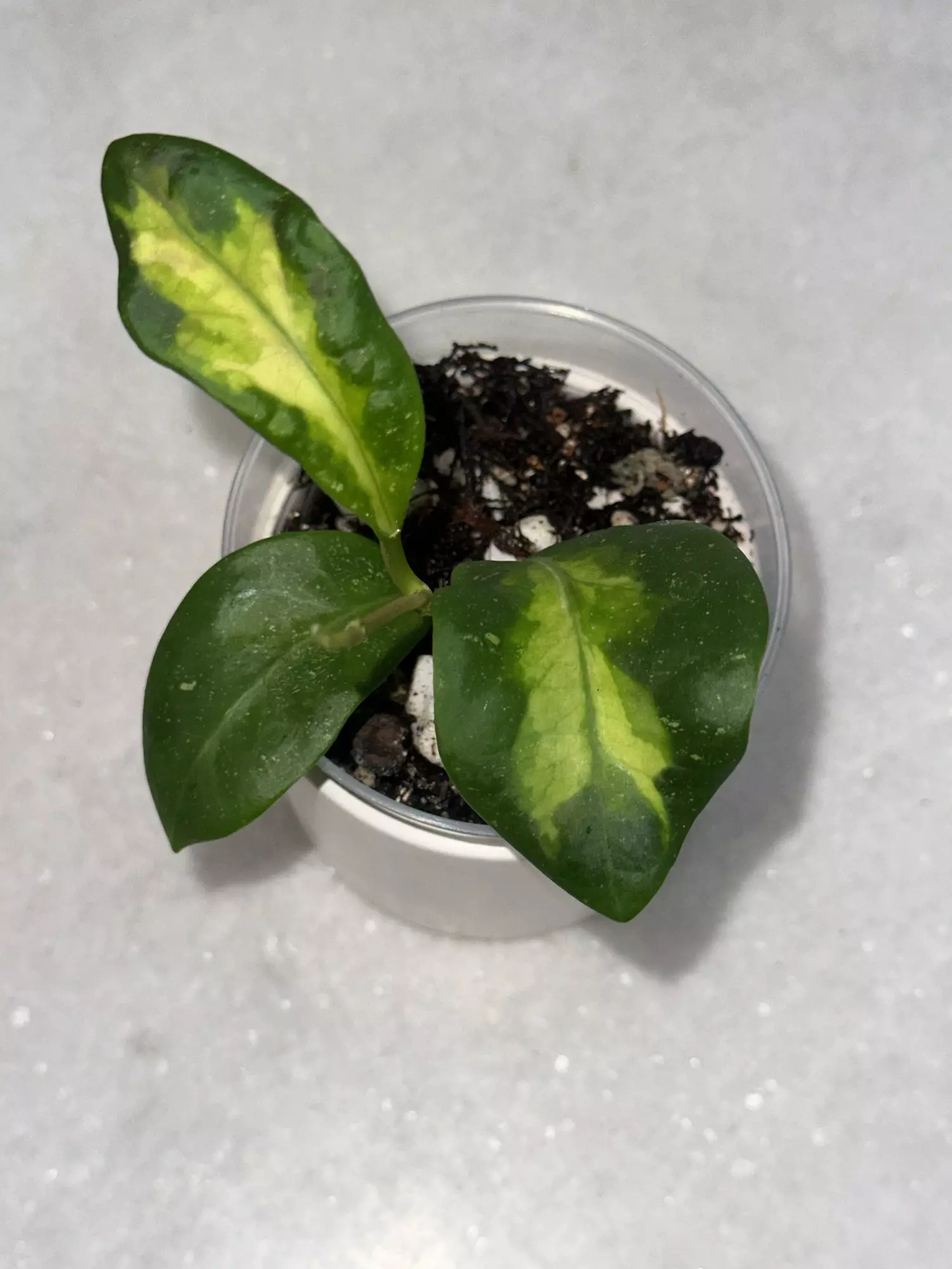 plant/H. mindorensis cv. 'Purple Star' variegated - 3 inch pot-1