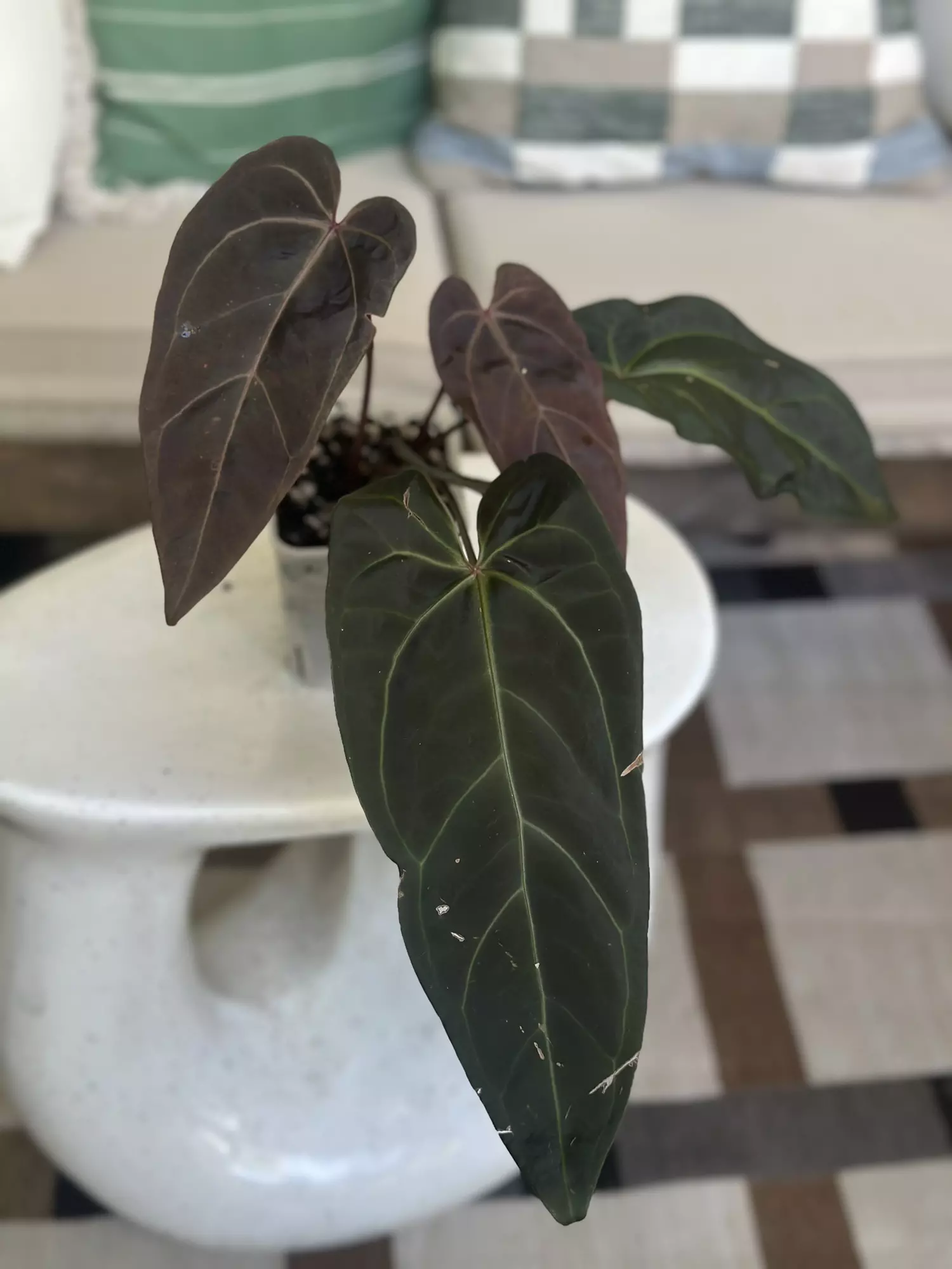 plant/Dark and Handsome x Red Velvet-0