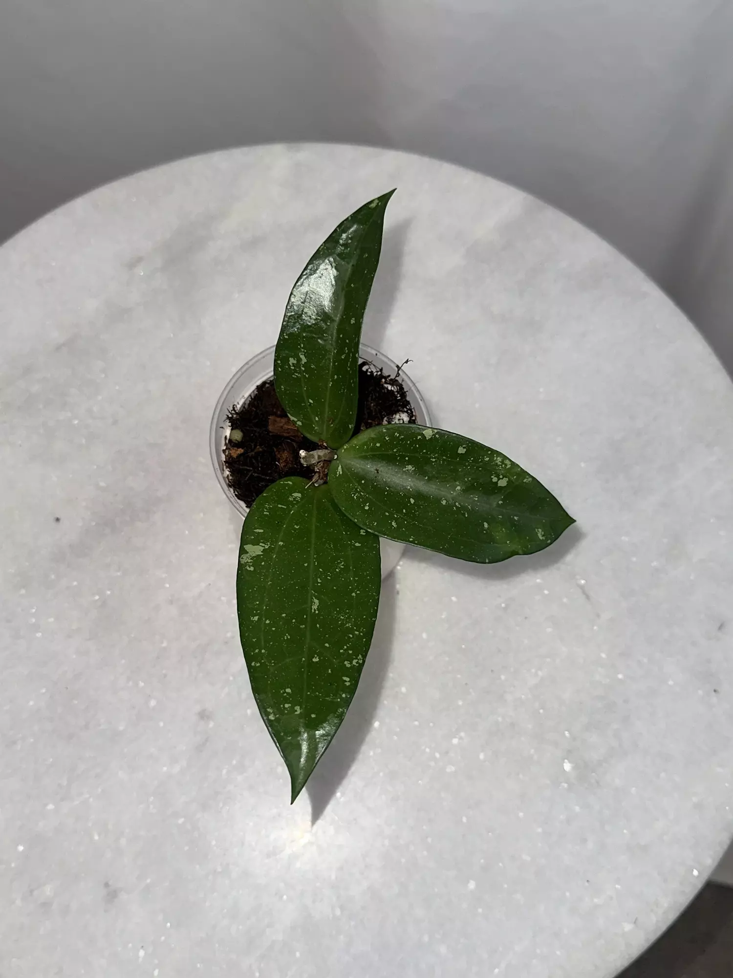 plant/H. ‘Cotton Candy’ - 3 inch pot-1