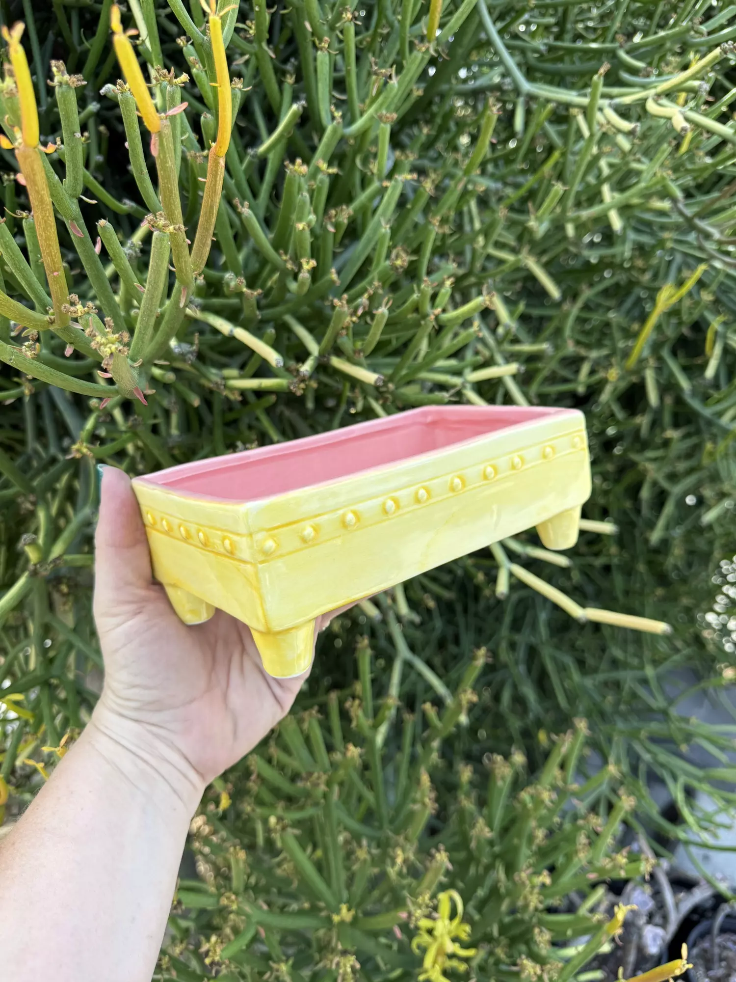 plant/Lg bonsai yellow ceramic/ no drainage-0