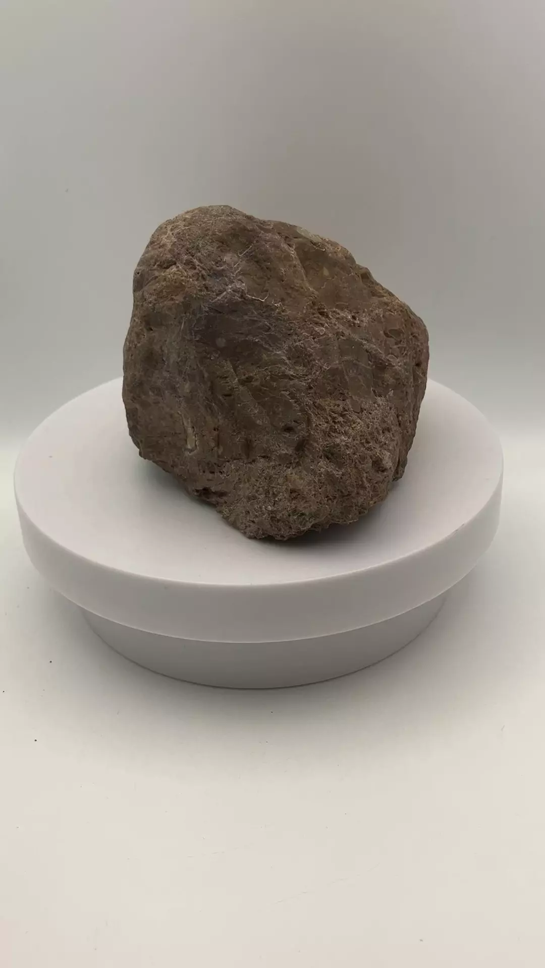 plant/Chocolate Jasper - 1lb 6.30oz-4