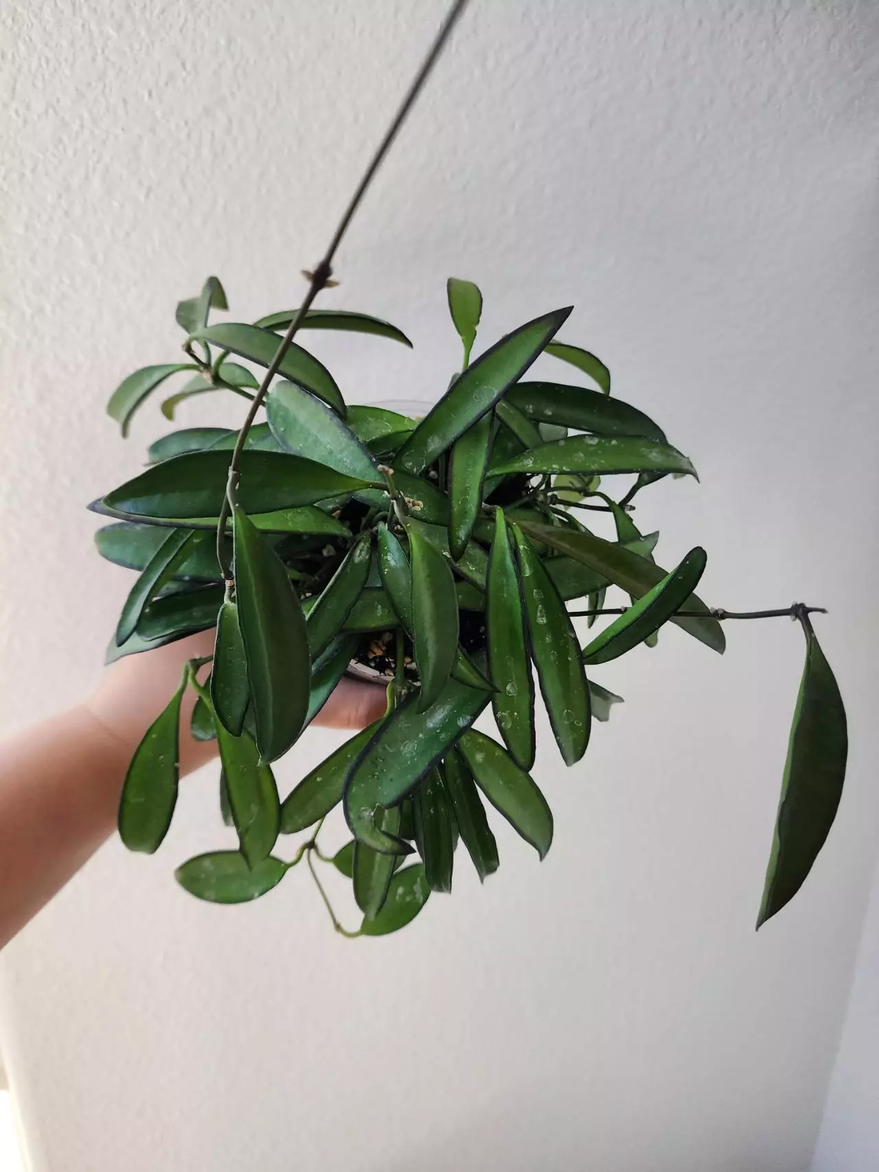 plant/Hoya wayetii-0