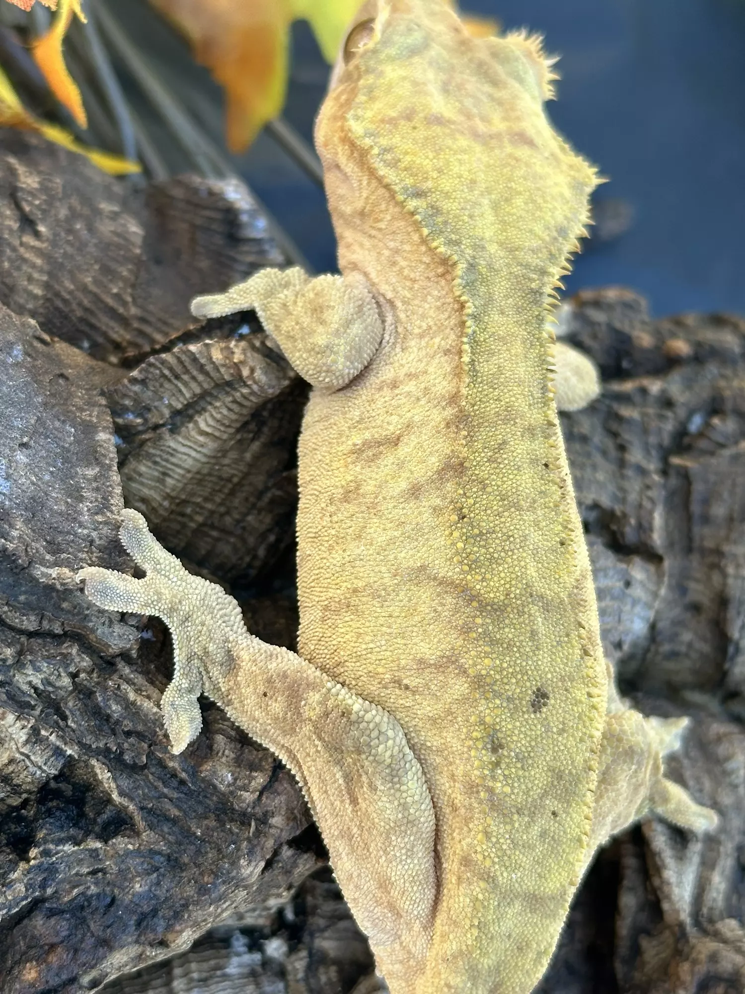 plant/Rosie proven female red tiger lines  margin trait-1