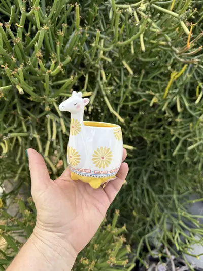 plant/Georgie Giraffe/ no drainage-0-thumbnail