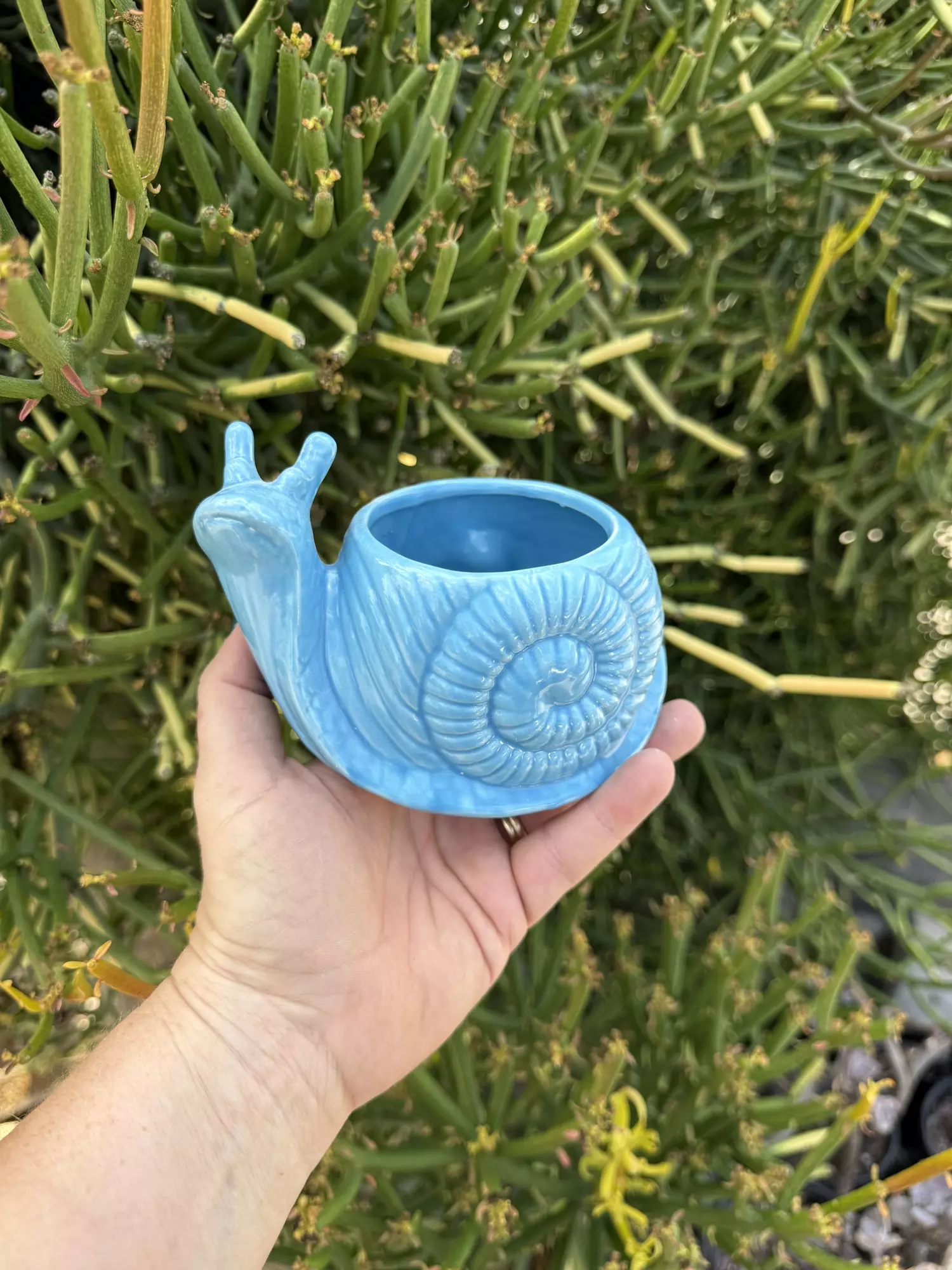 plant/Snail’s pace/ no drainage-0