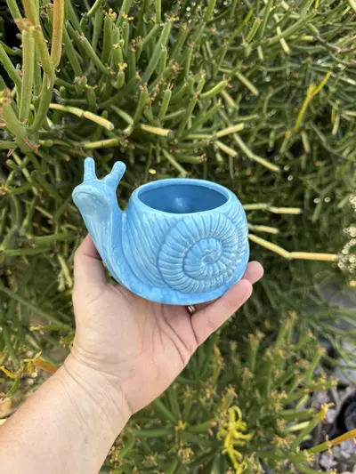 plant/Snail’s pace/ no drainage-0-thumbnail