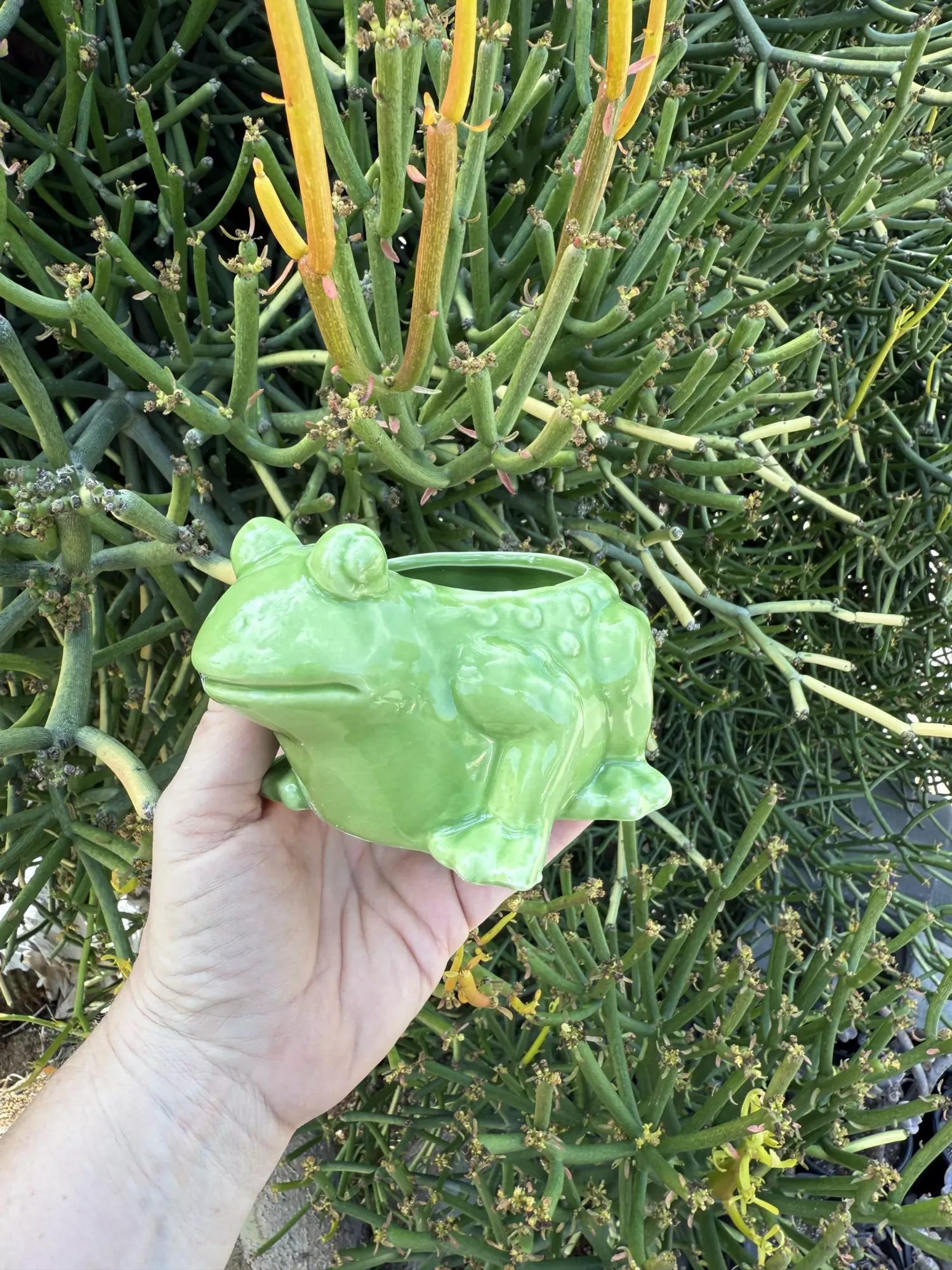 plant/Ribbit/ no drainage-0