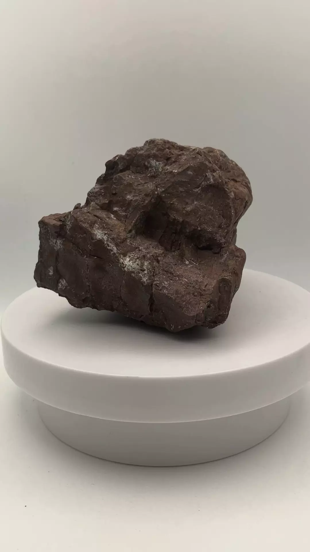 plant/Chocolate Jasper - 1lb 5.05oz-4