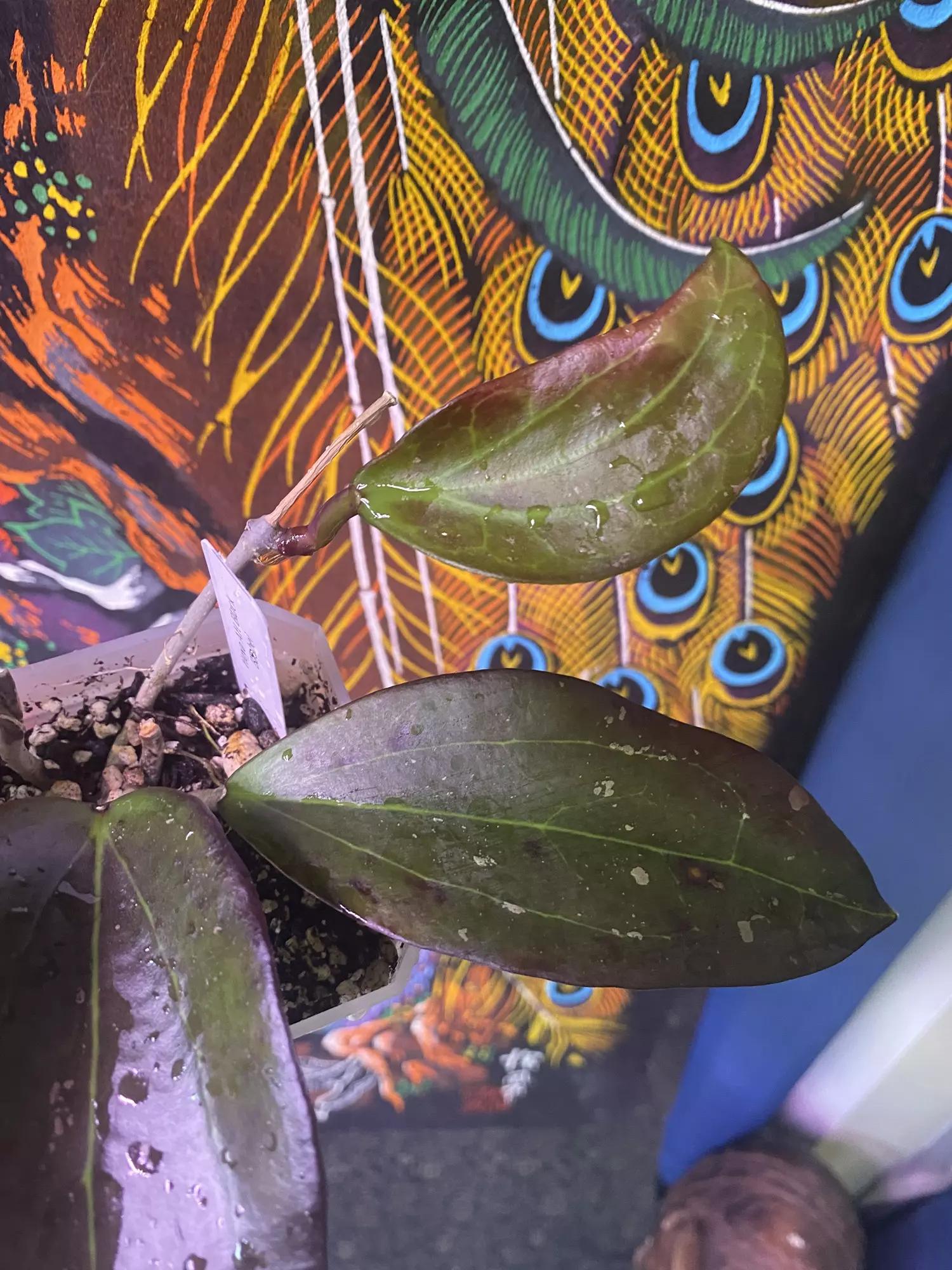 plant/Hoya AH Black Baabel-3