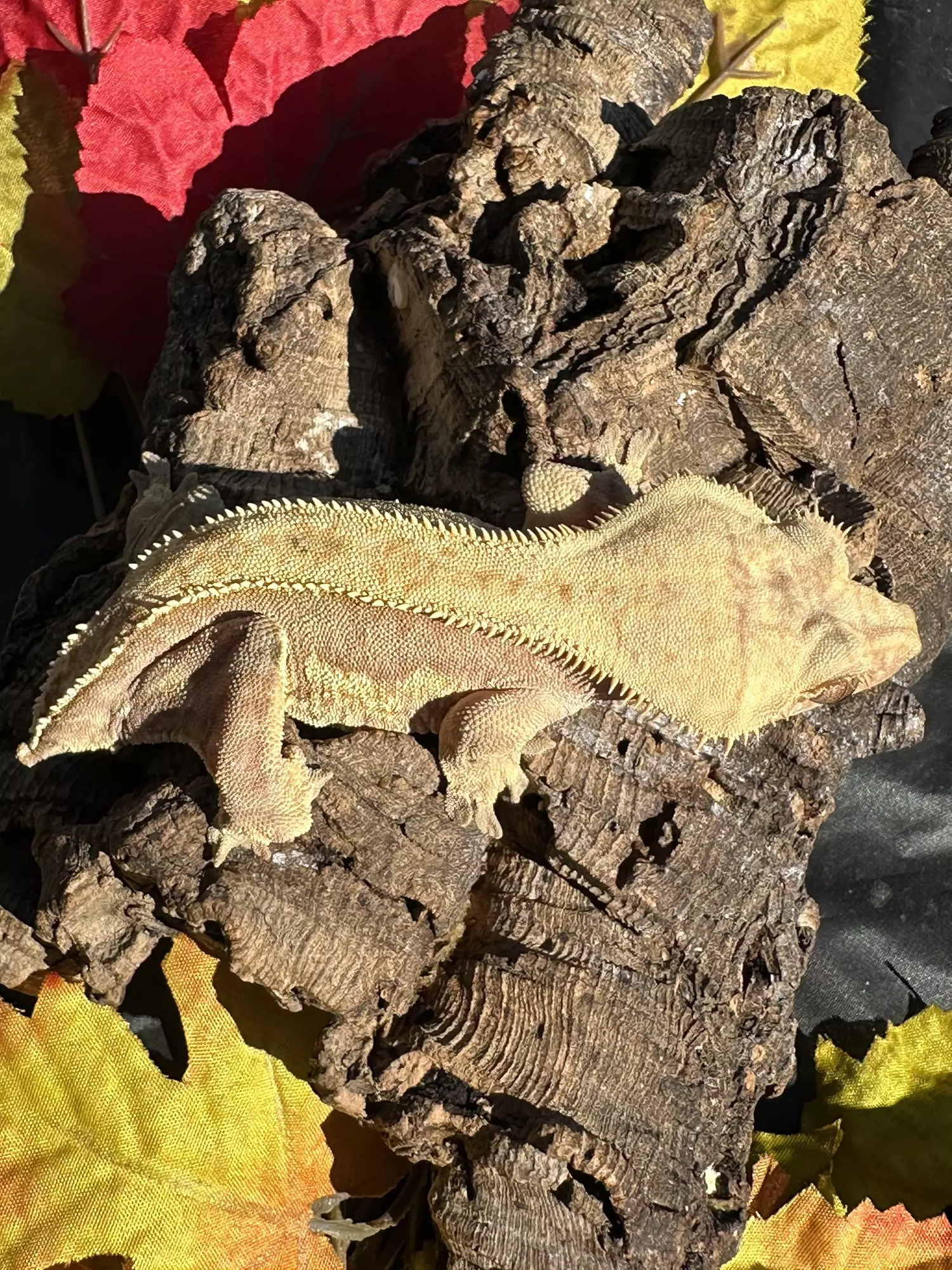 plant/Lavender red FEMALE harlequin two dal spots  proven-0