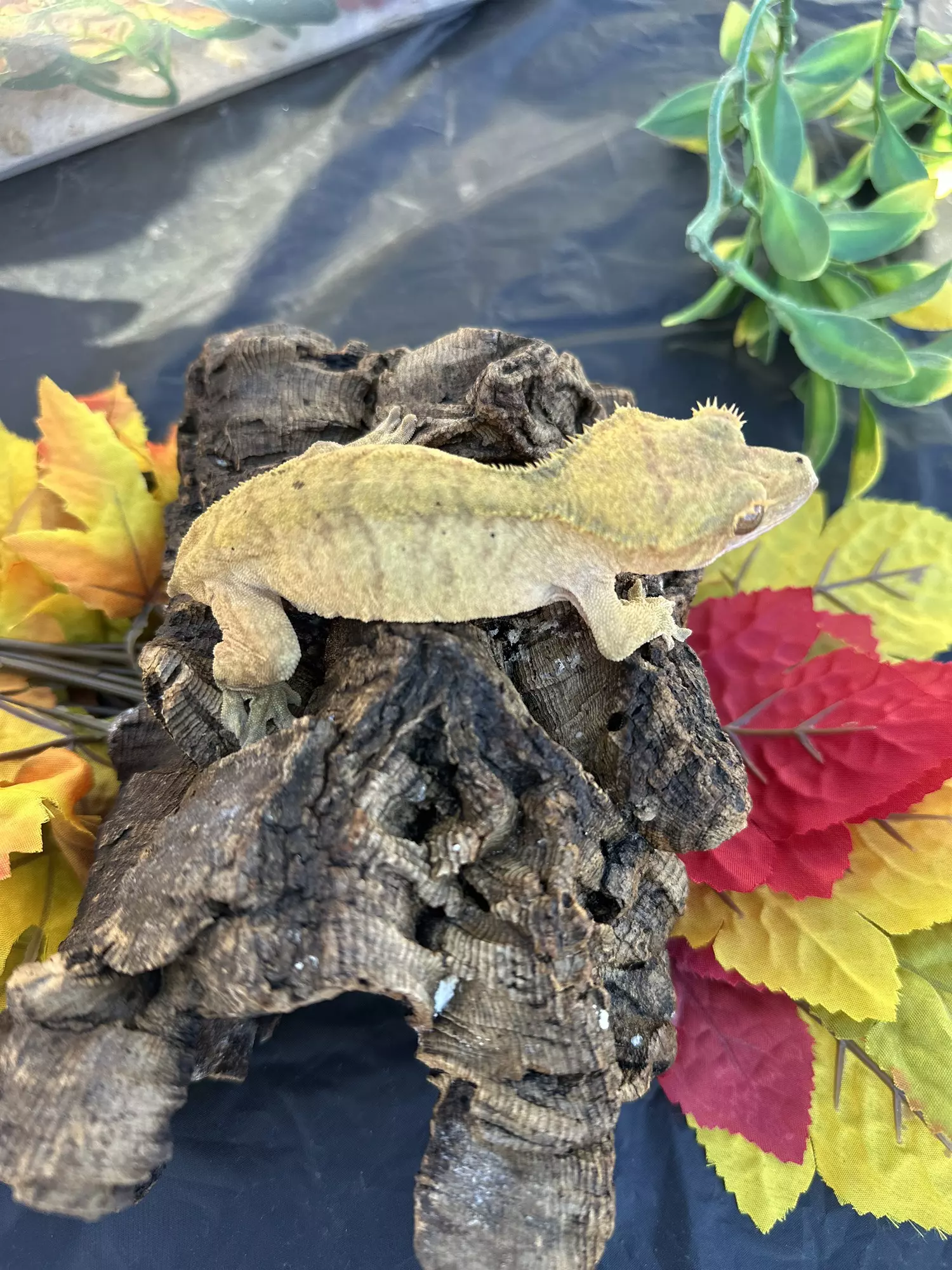 plant/Rosie proven female red tiger lines  margin trait-0