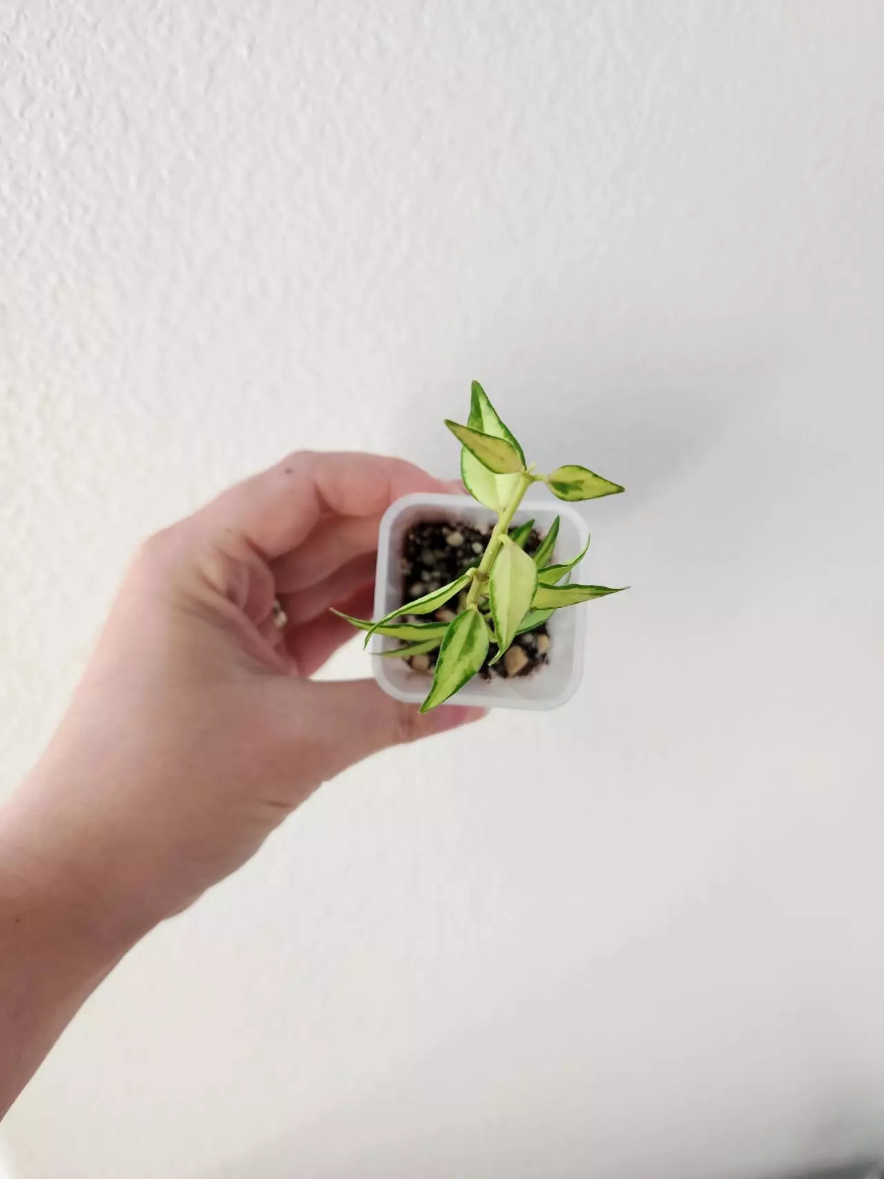 plant/Hoya bella sandwich var. (UNROOTED)-1