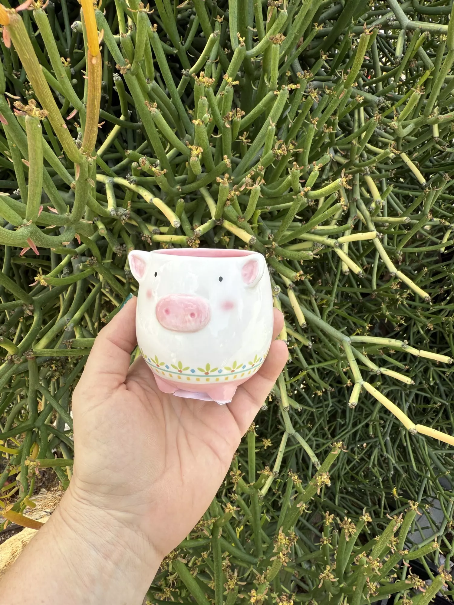 plant/Paulie pig / no drainage-0
