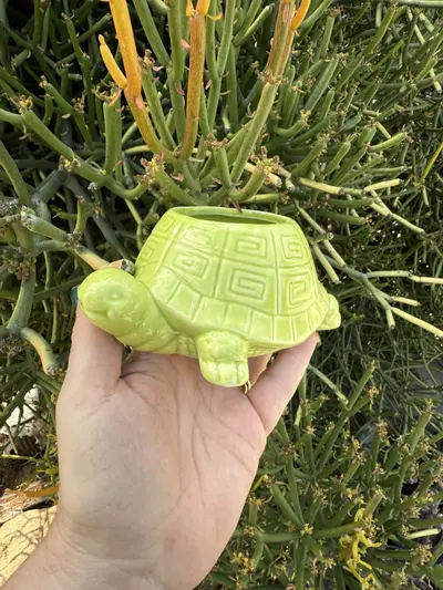 plant/Speedy/ no drainage-0-thumbnail