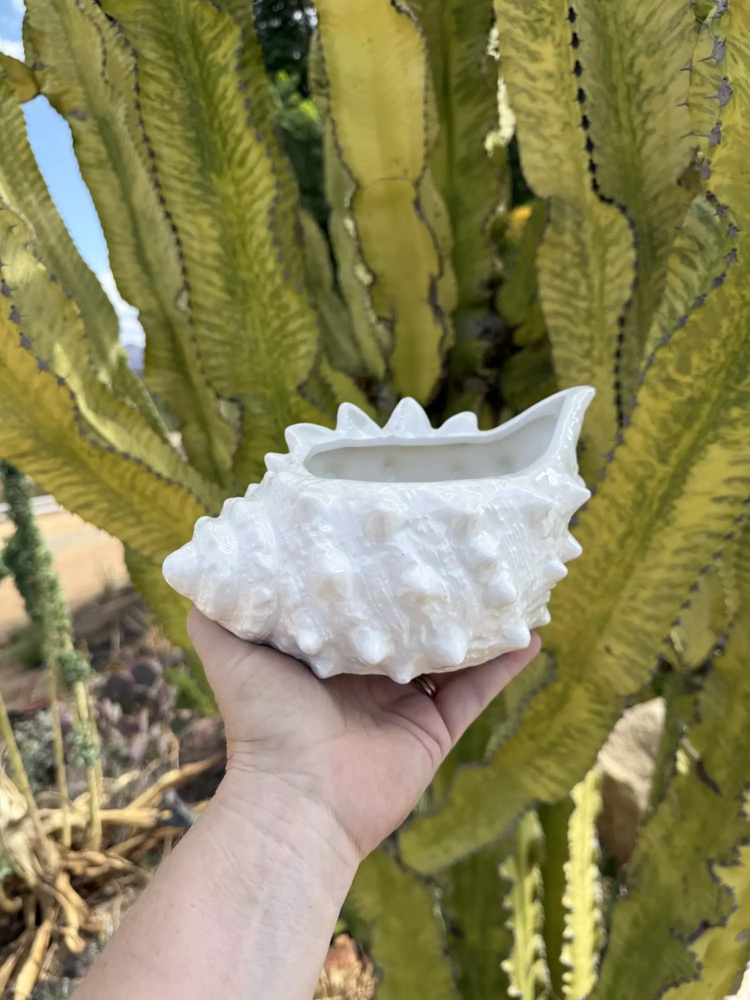 plant/White shell/ no drainage-0