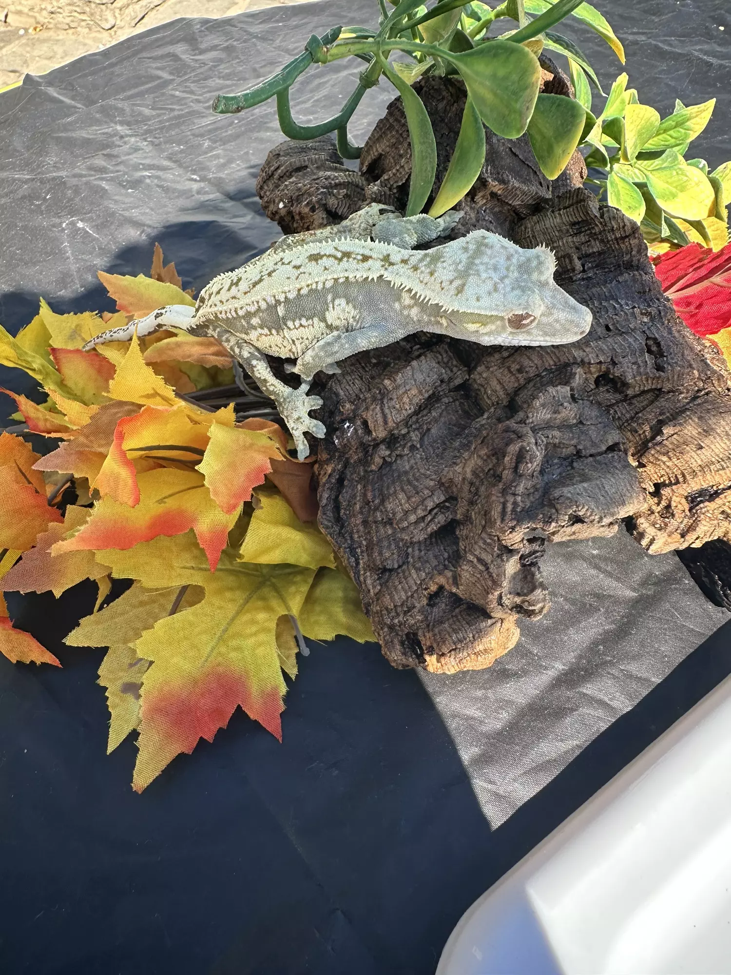 plant/Snow White Female harlequin white spots drippy floppy tail.-0