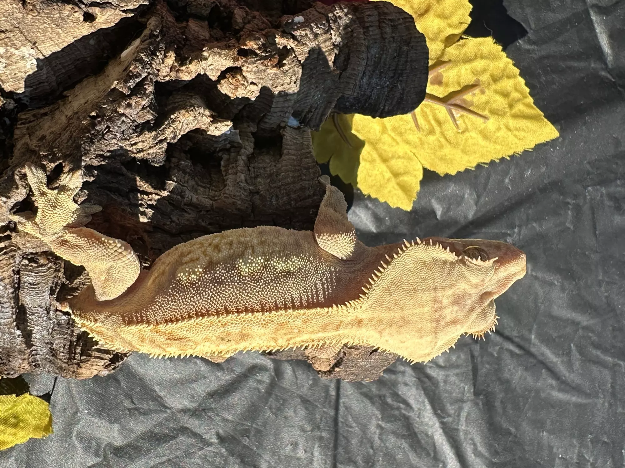 plant/Lavender red FEMALE harlequin two dal spots  proven-3