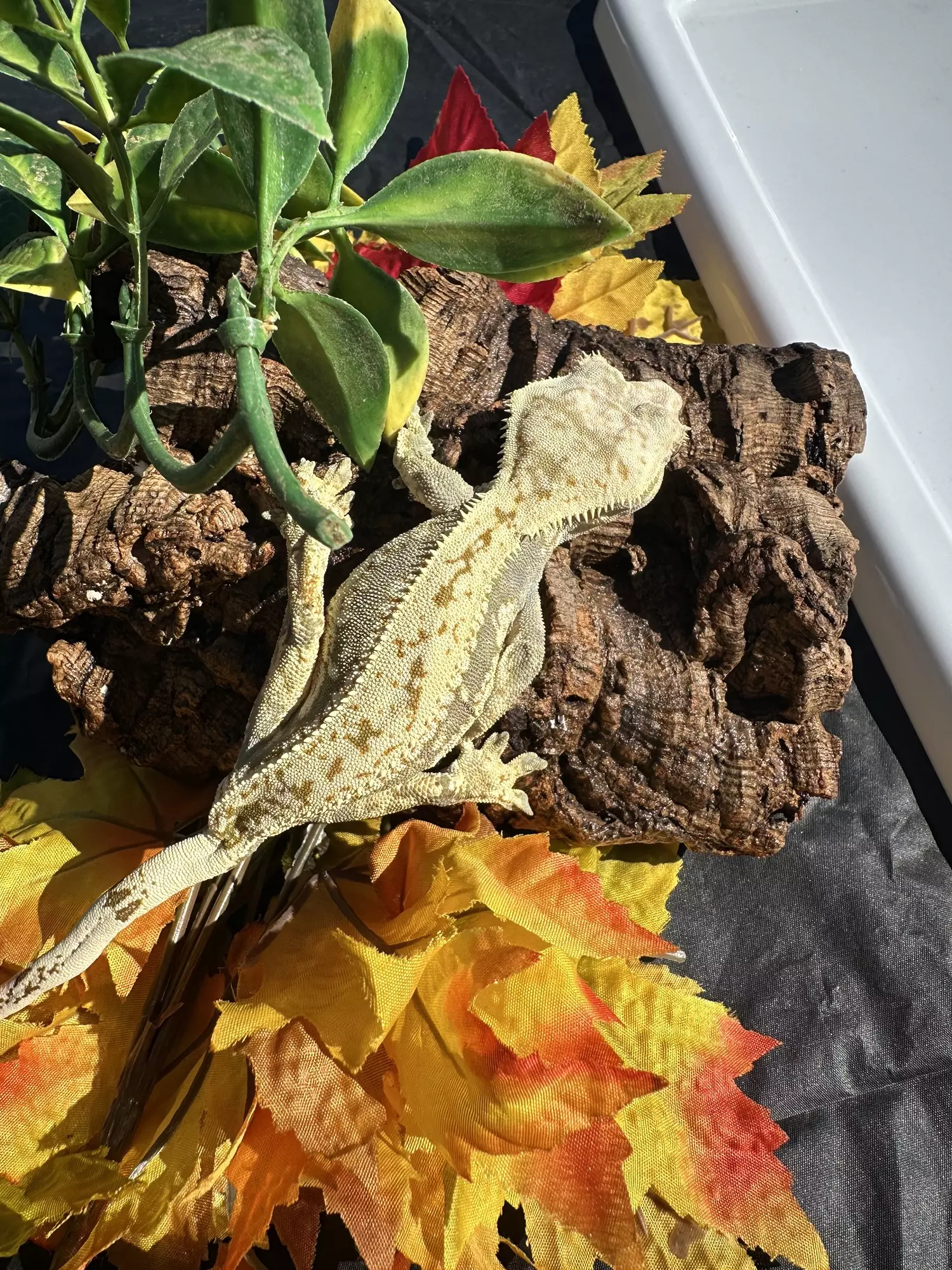 plant/Snow White Female harlequin white spots drippy floppy tail.-4