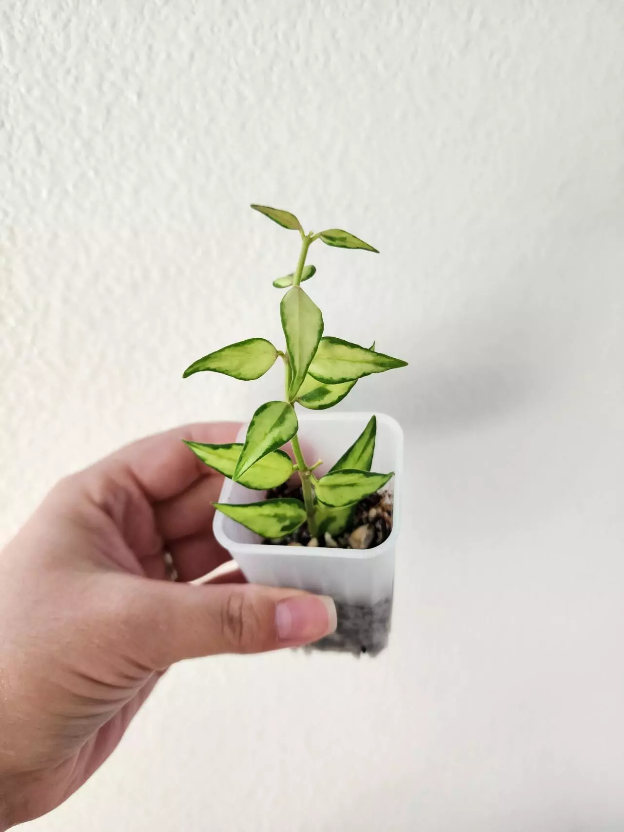 plant/Hoya bella sandwich var. (UNROOTED)-0