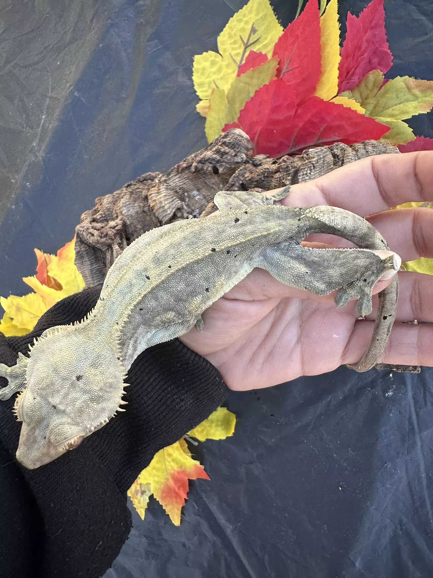 plant/Mocha Female proven dark base quad stripe dal spots-4