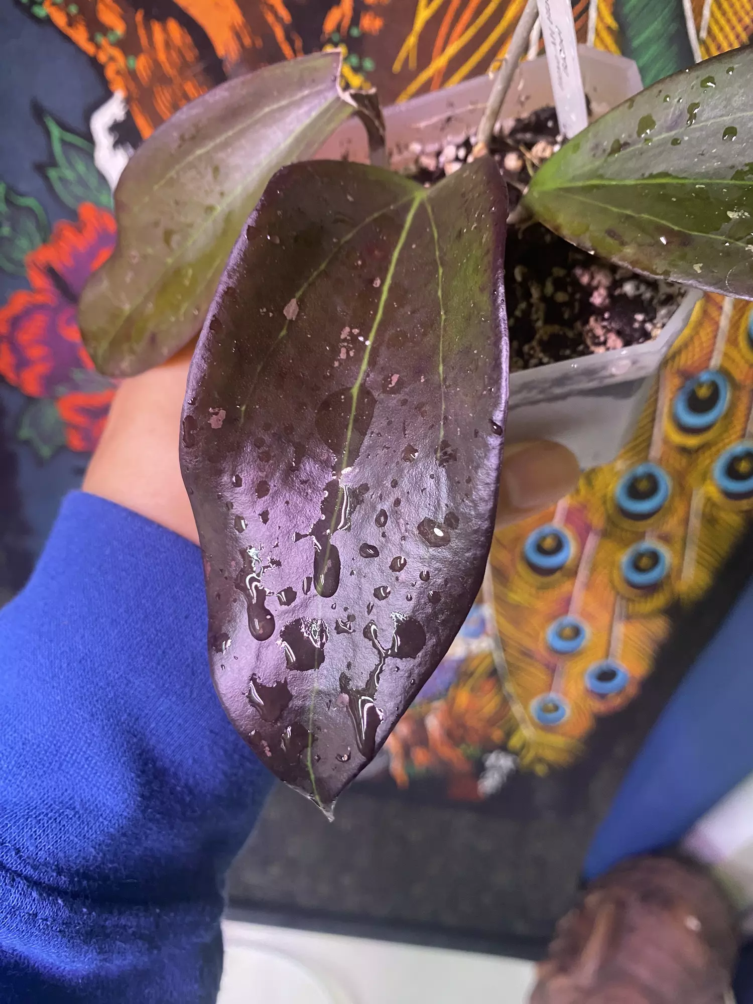 plant/Hoya AH Black Baabel-1