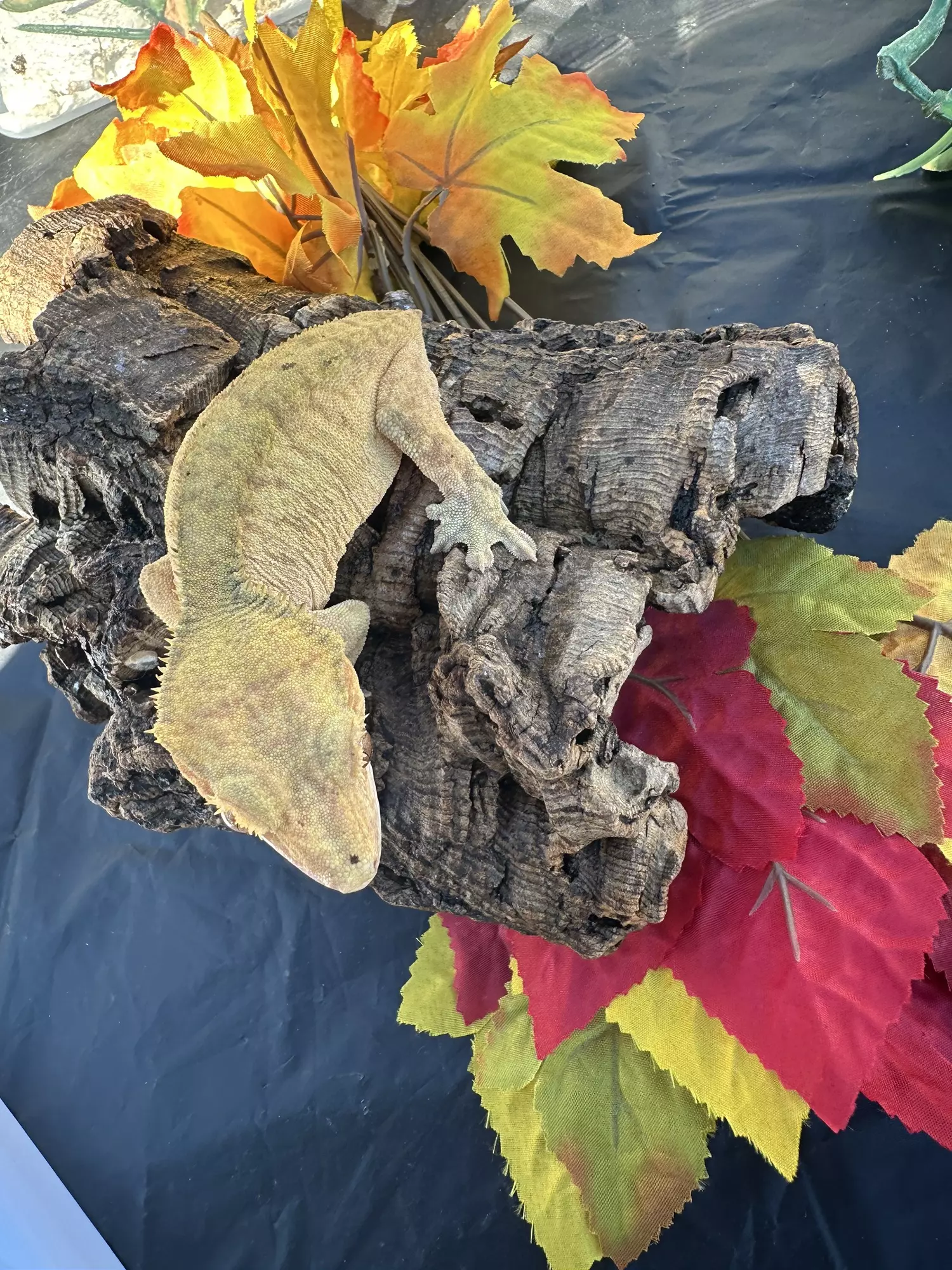 plant/Rosie proven female red tiger lines  margin trait-3
