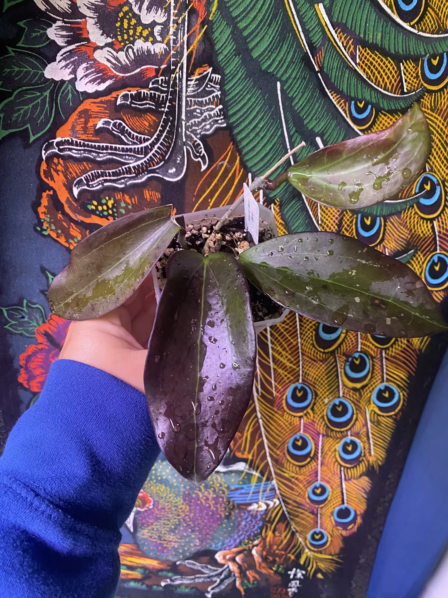 plant/Hoya AH Black Baabel-0