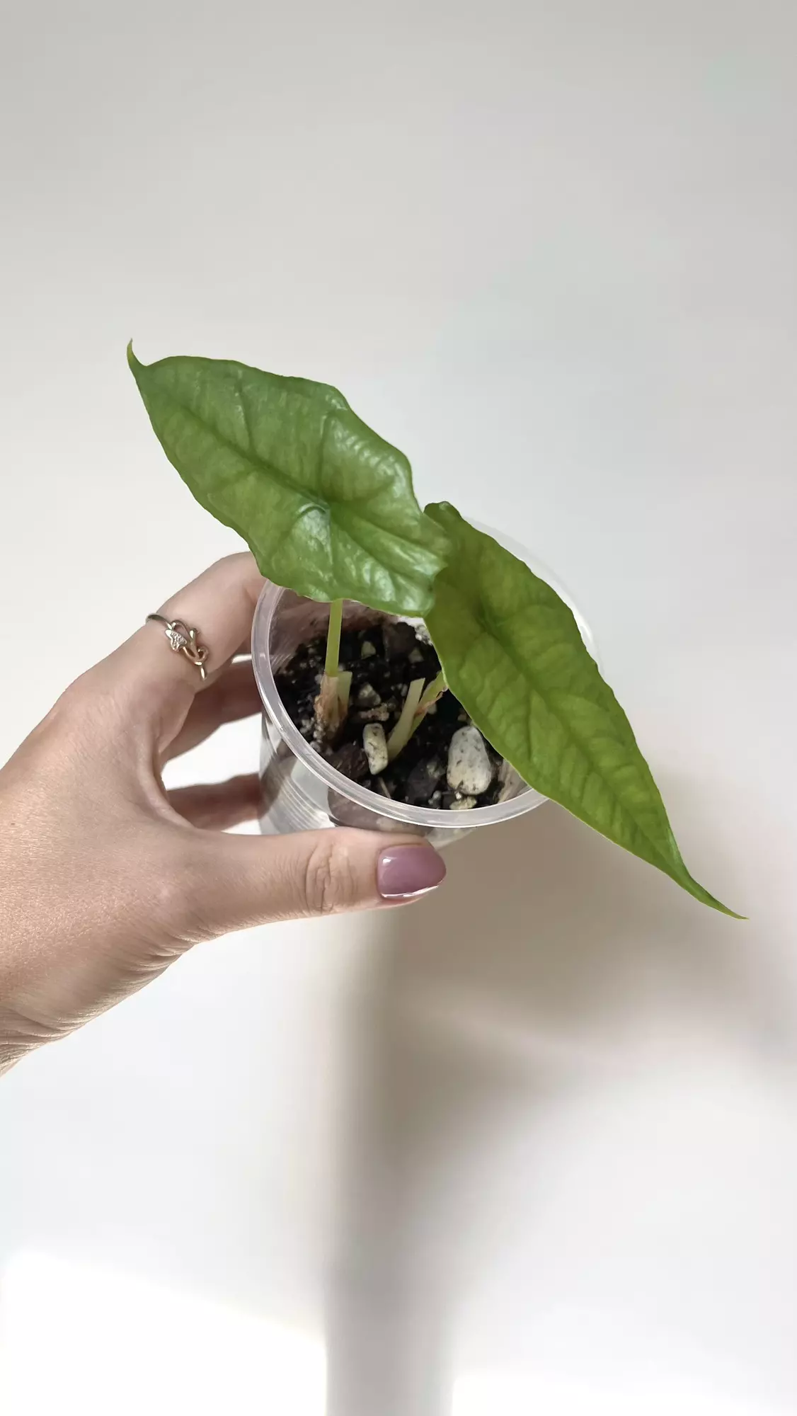 plant/Alocasia Dragon Breath-0